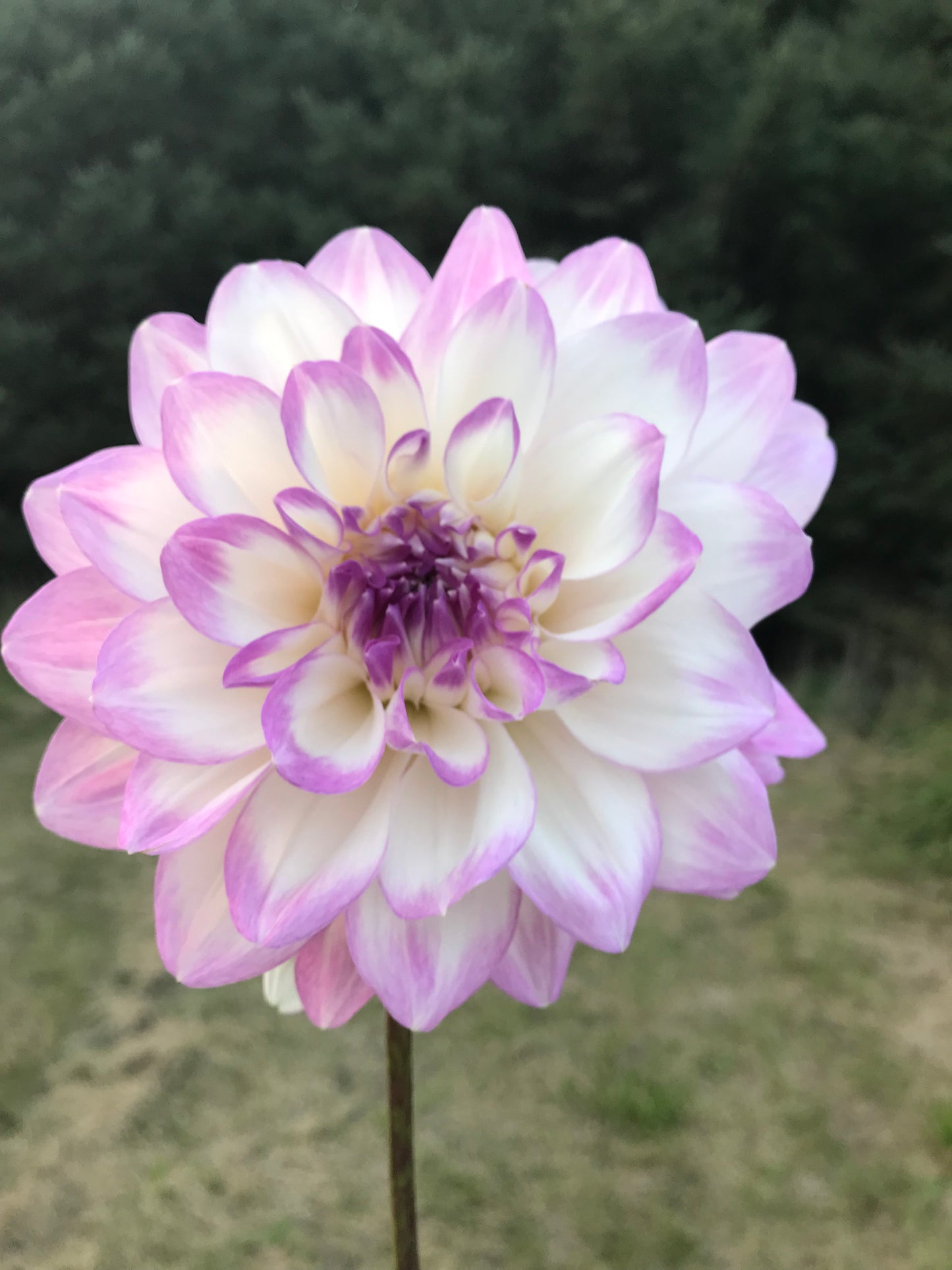 Mikayla Miranda Dahlia Tuber