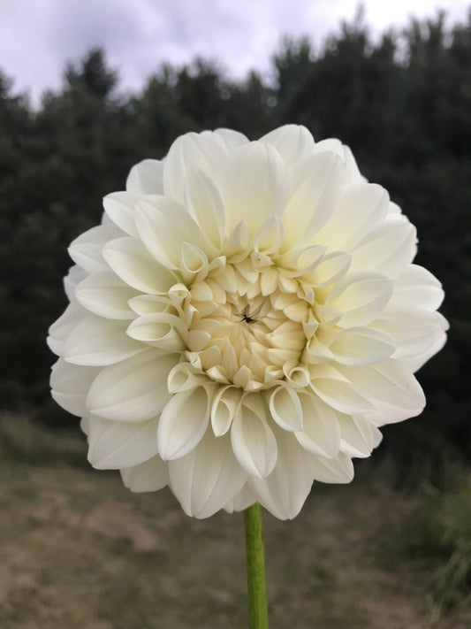 Center Court Dahlia Tuber