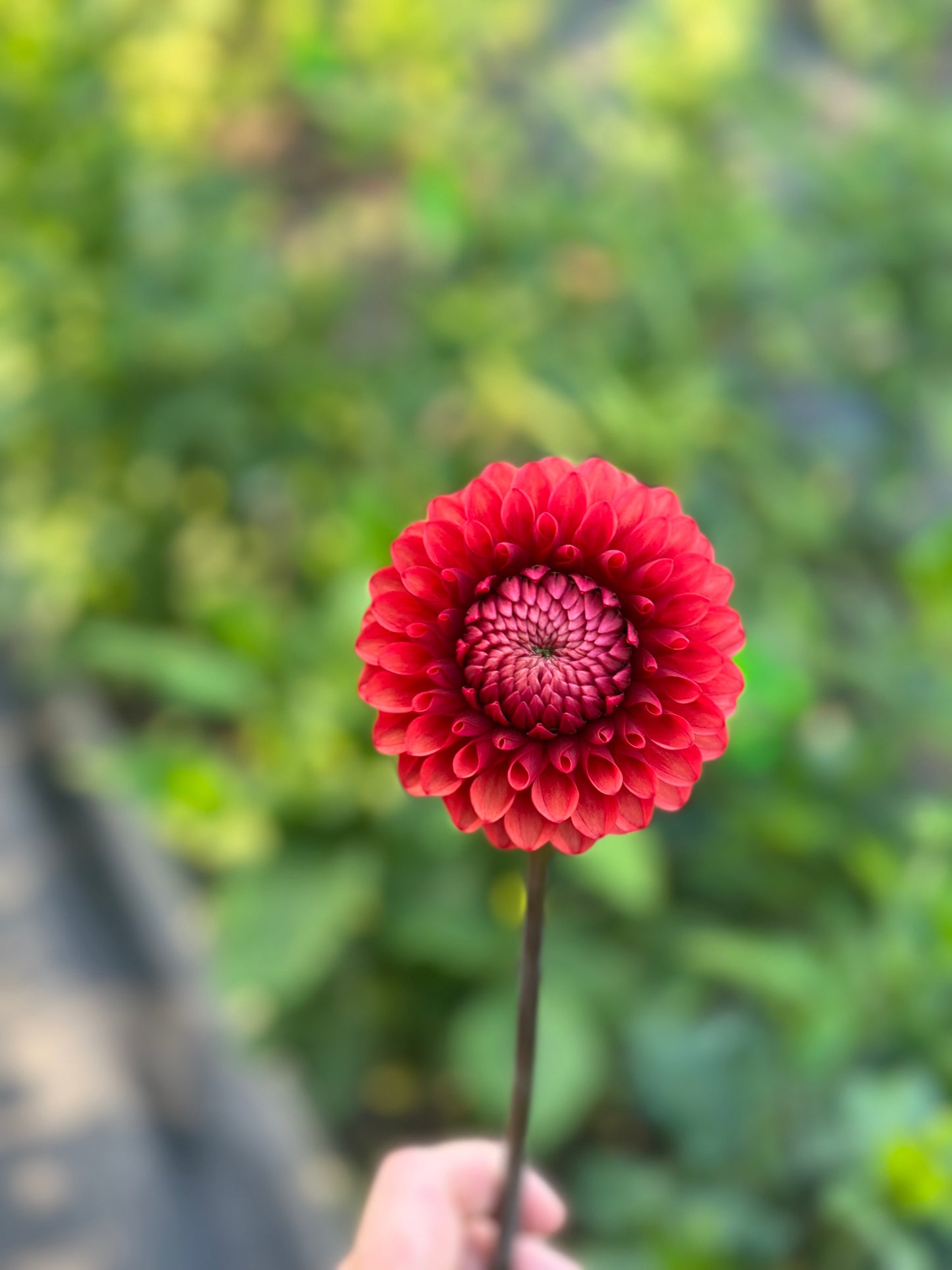 Brown Sugar Dahlia Tuber