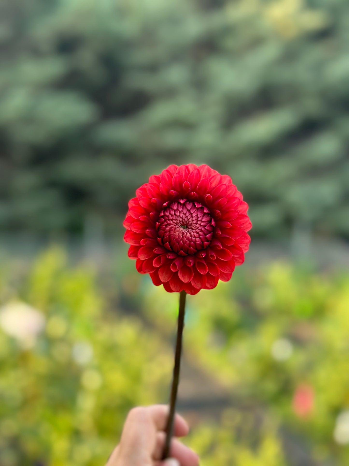 Brown Sugar Dahlia Tuber