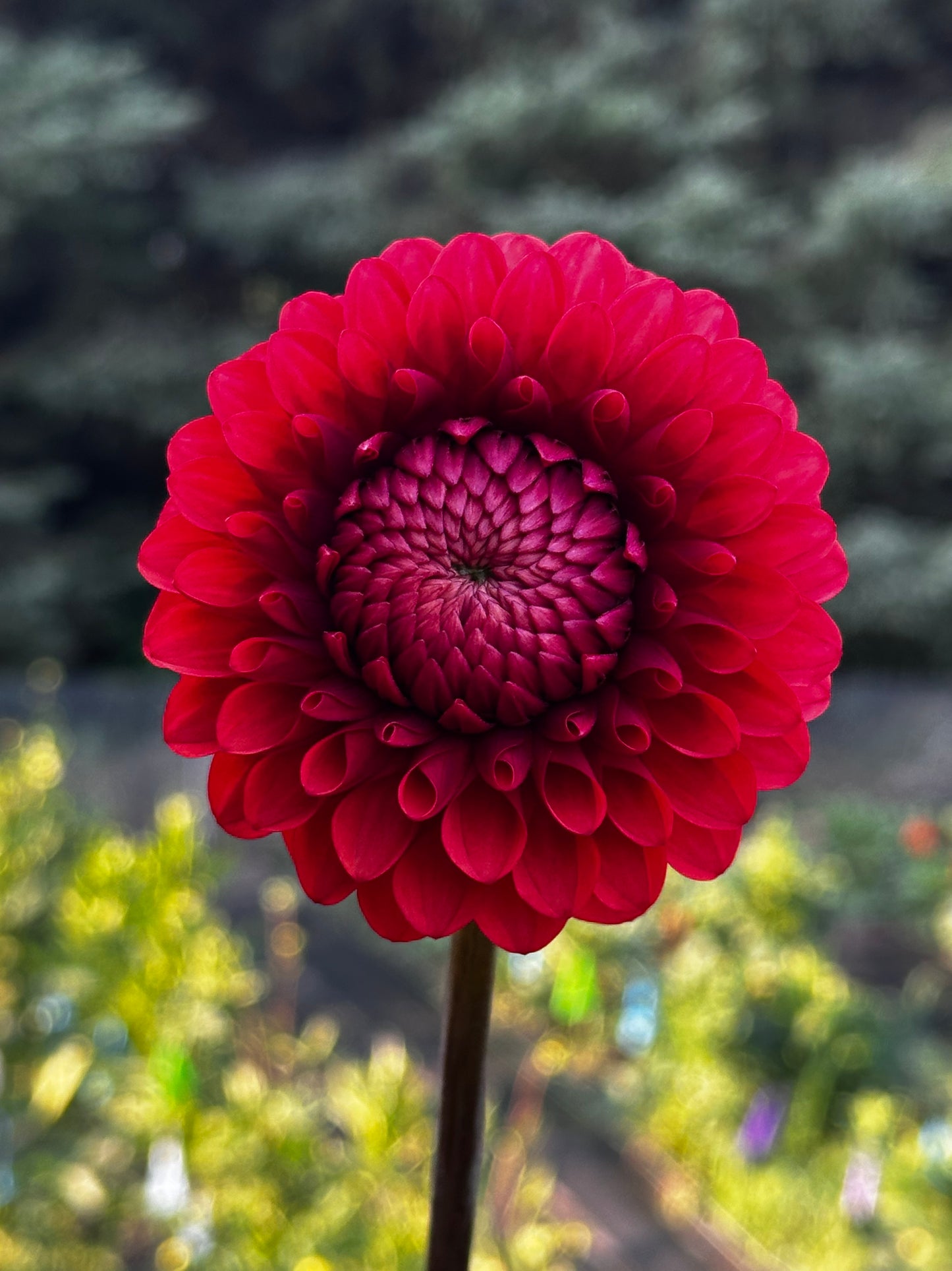Brown Sugar Dahlia Tuber