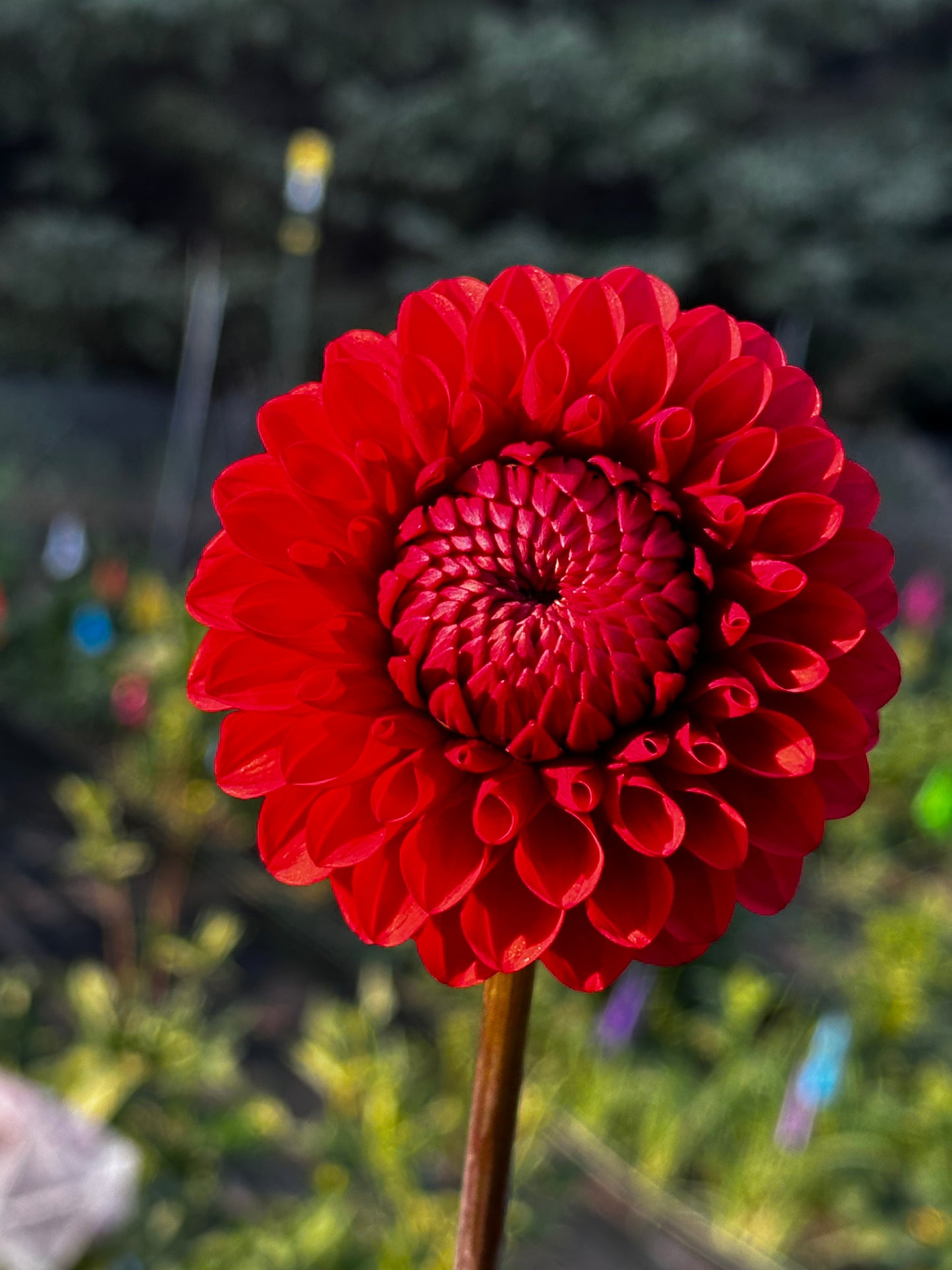 Brown Sugar Dahlia Tuber