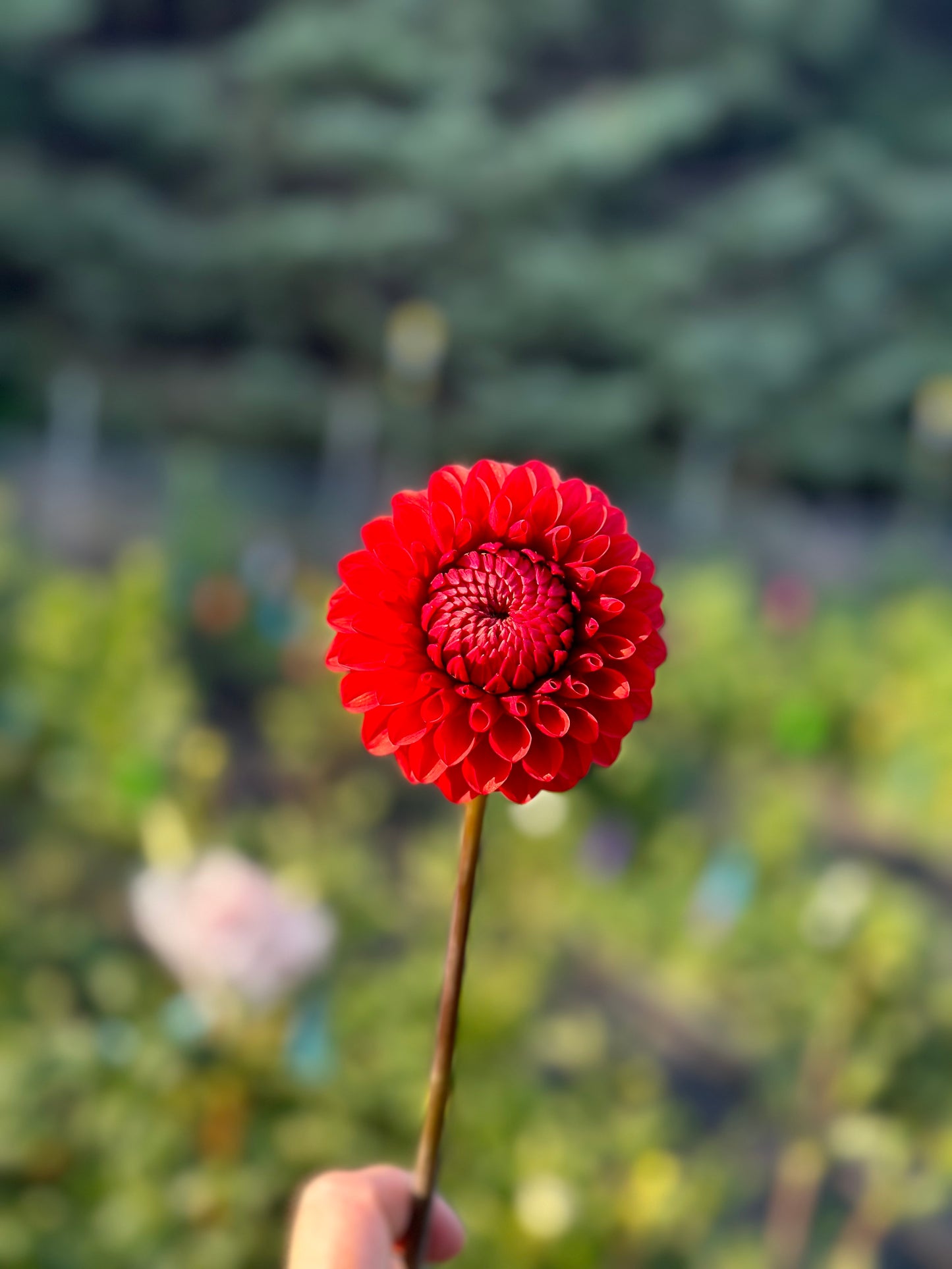Brown Sugar Dahlia Tuber