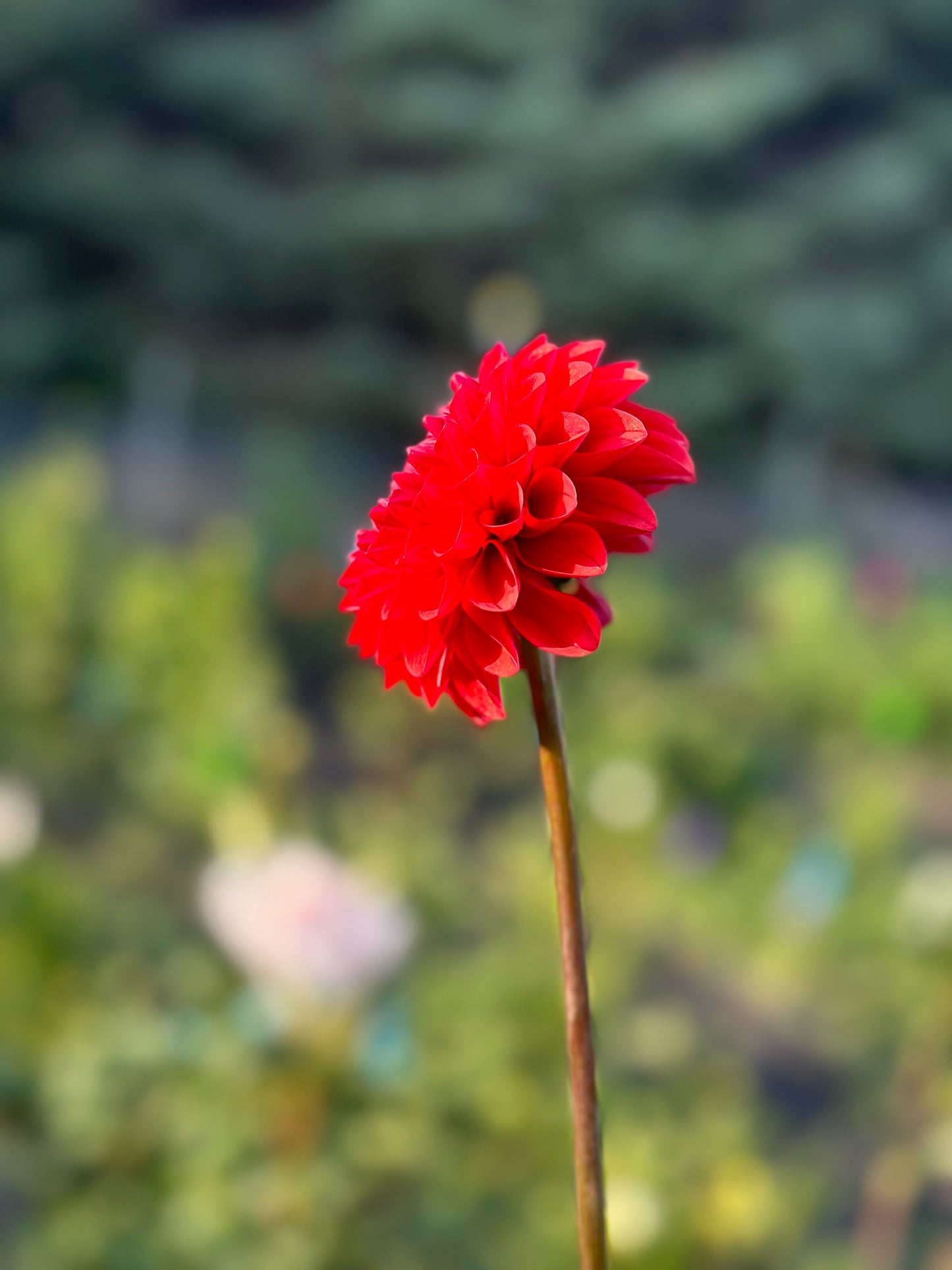 Brown Sugar Dahlia Tuber