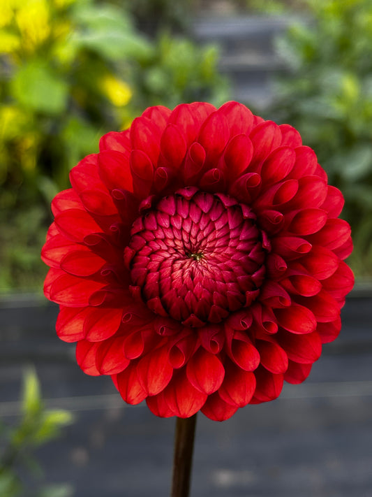 Brown Sugar Dahlia Tuber