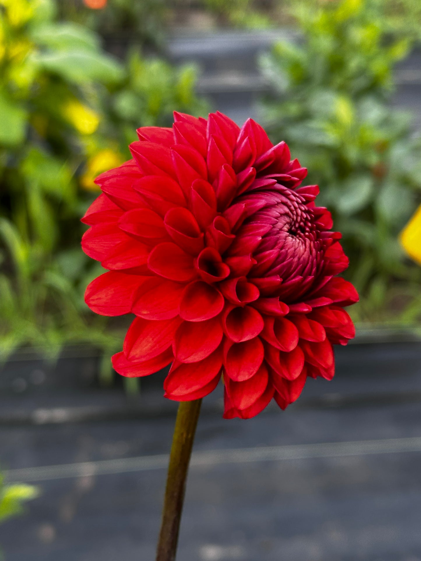 Brown Sugar Dahlia Tuber