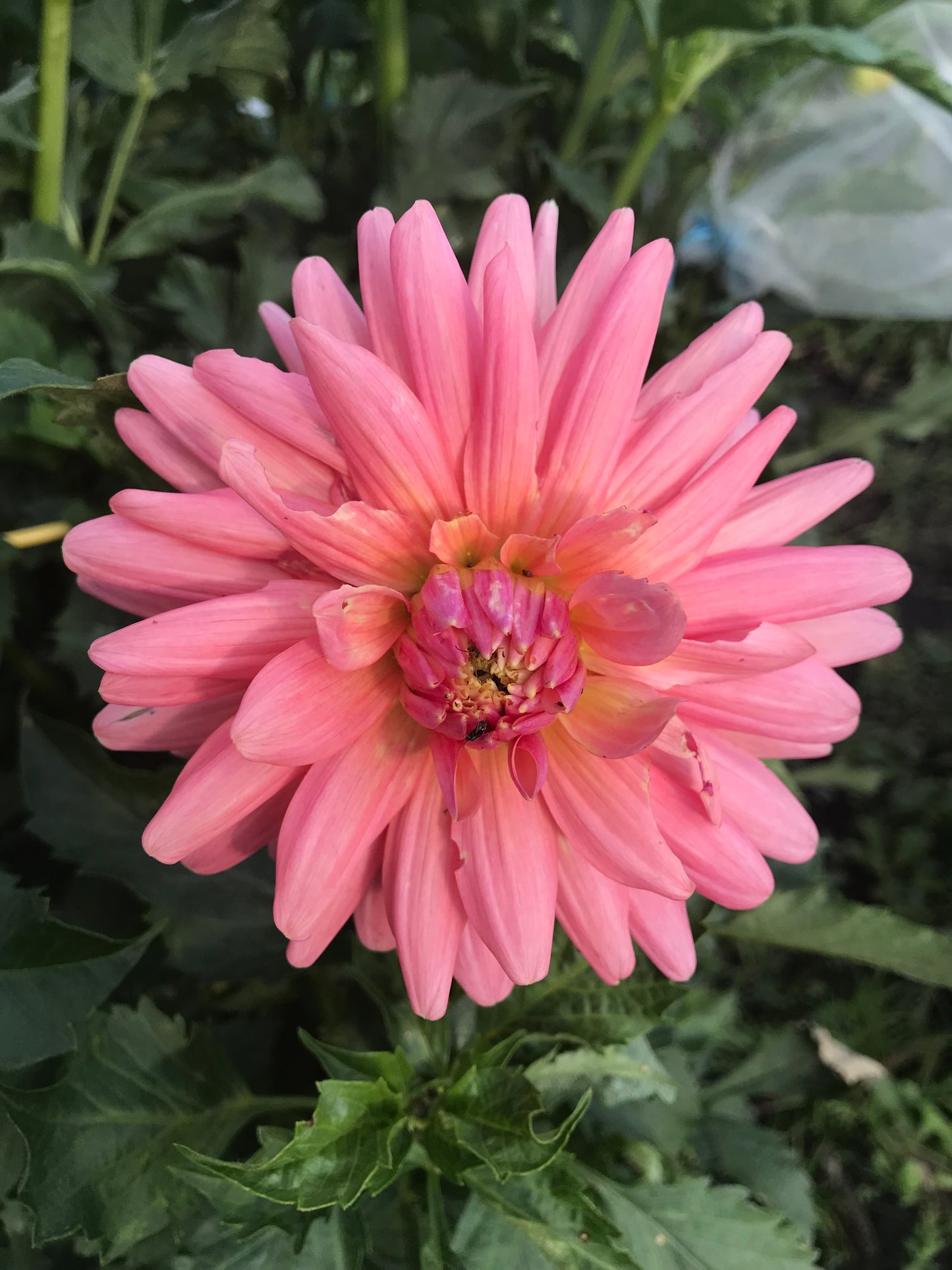 Flamingo Dahlia Tuber