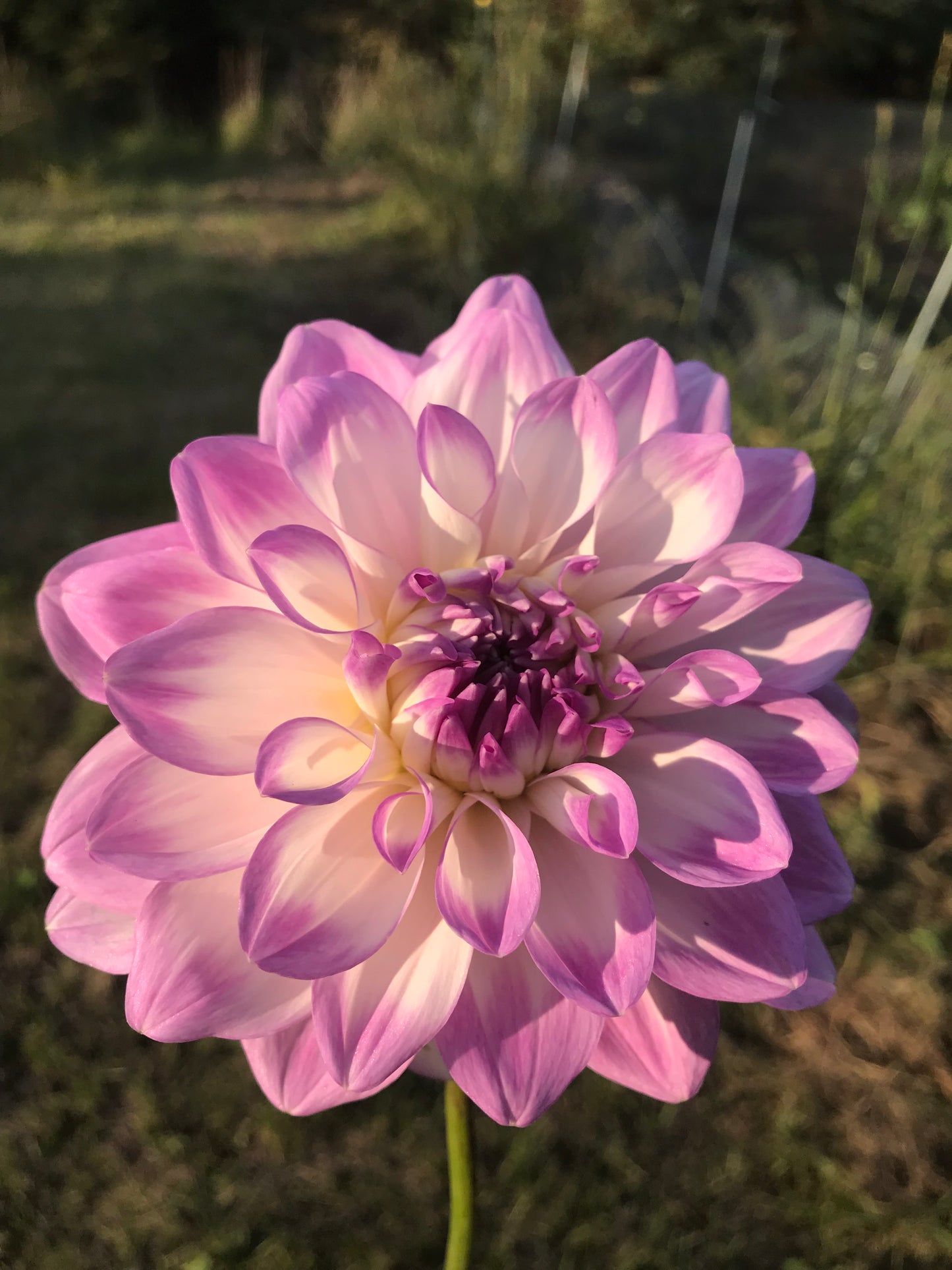 Mikayla Miranda Dahlia Tuber