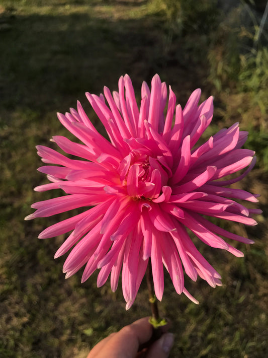 En Pointe Dahlia Tuber