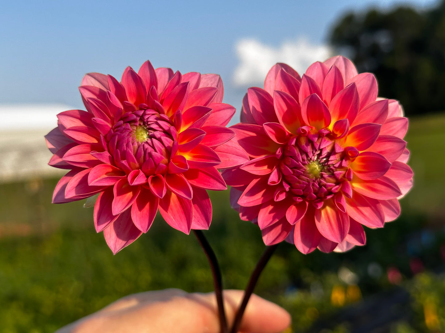 Jitterbug Dahlia Tuber