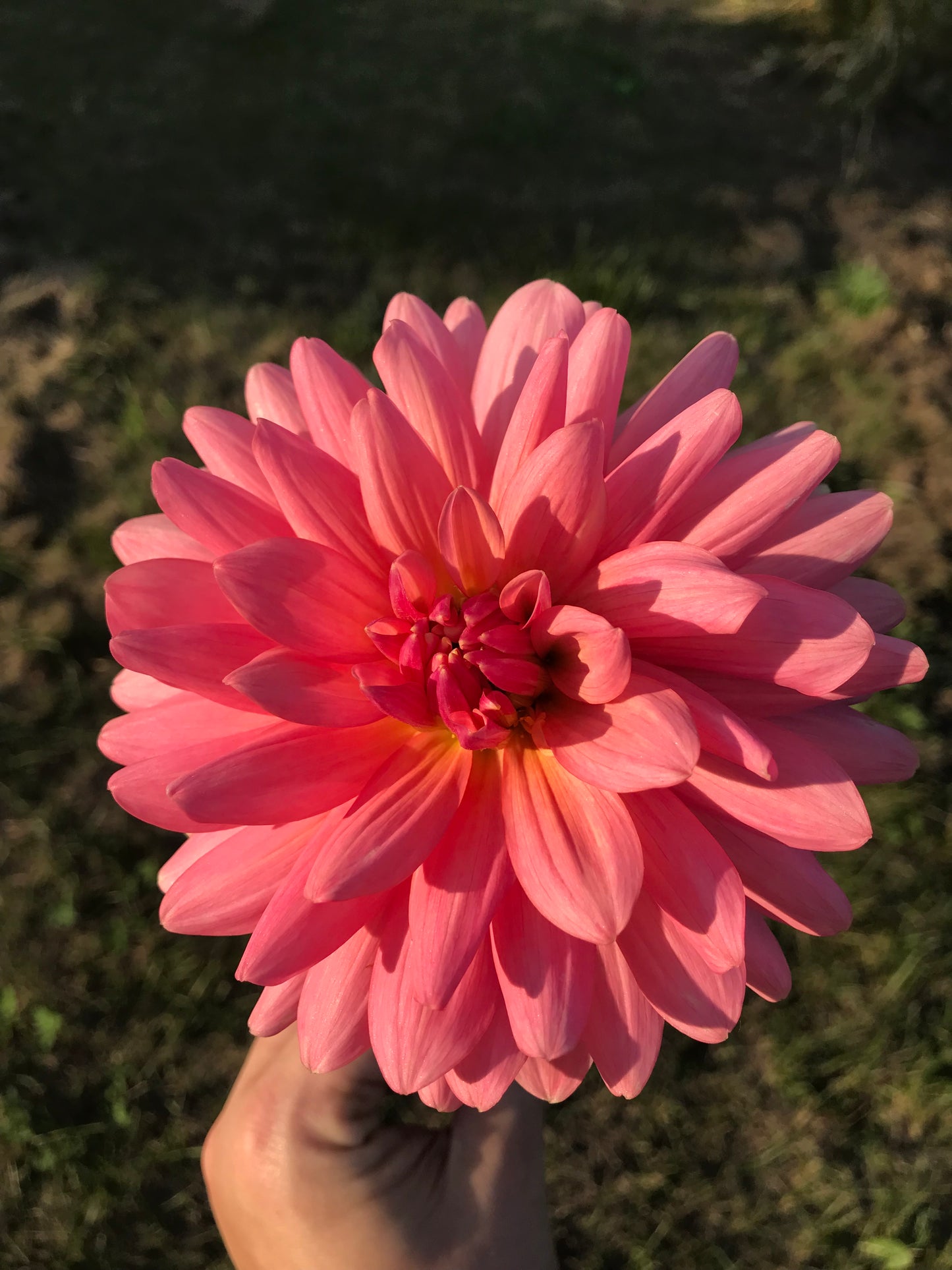 Flamingo Dahlia Tuber