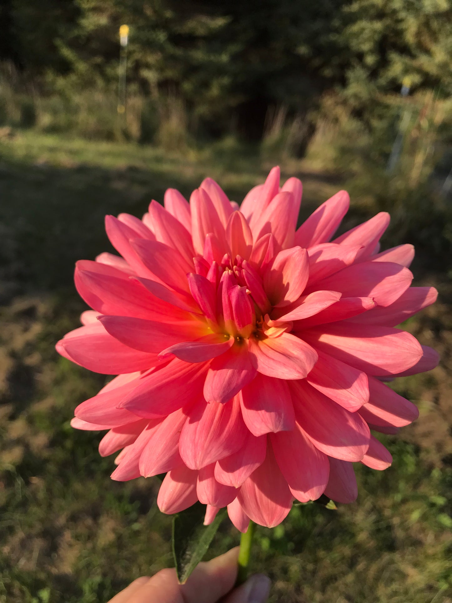 Flamingo Dahlia Tuber