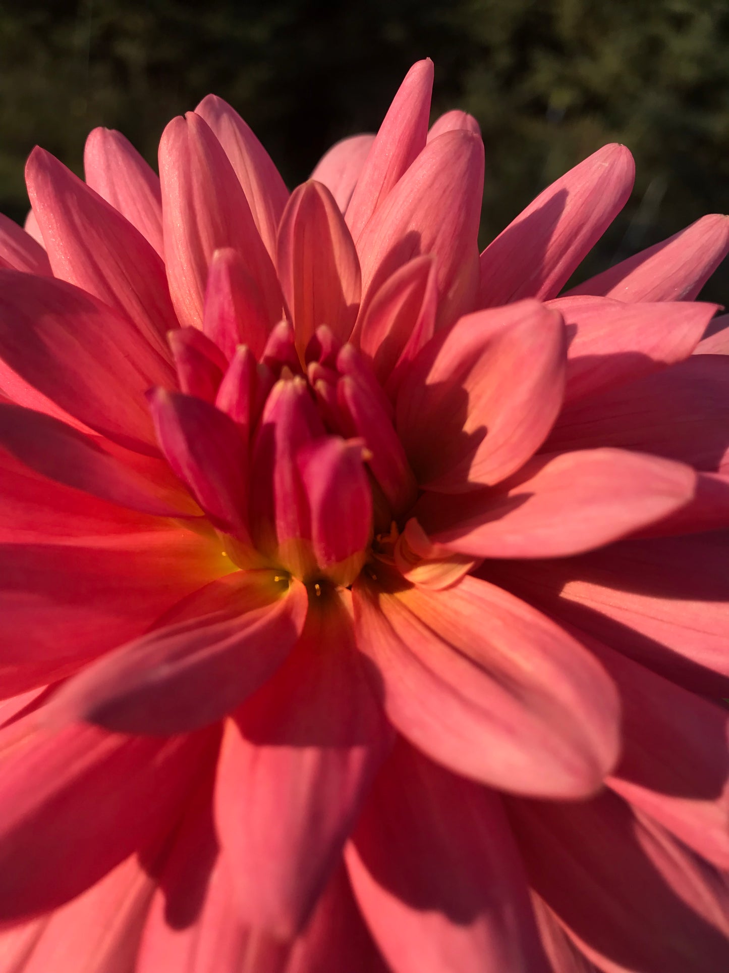Flamingo Dahlia Tuber
