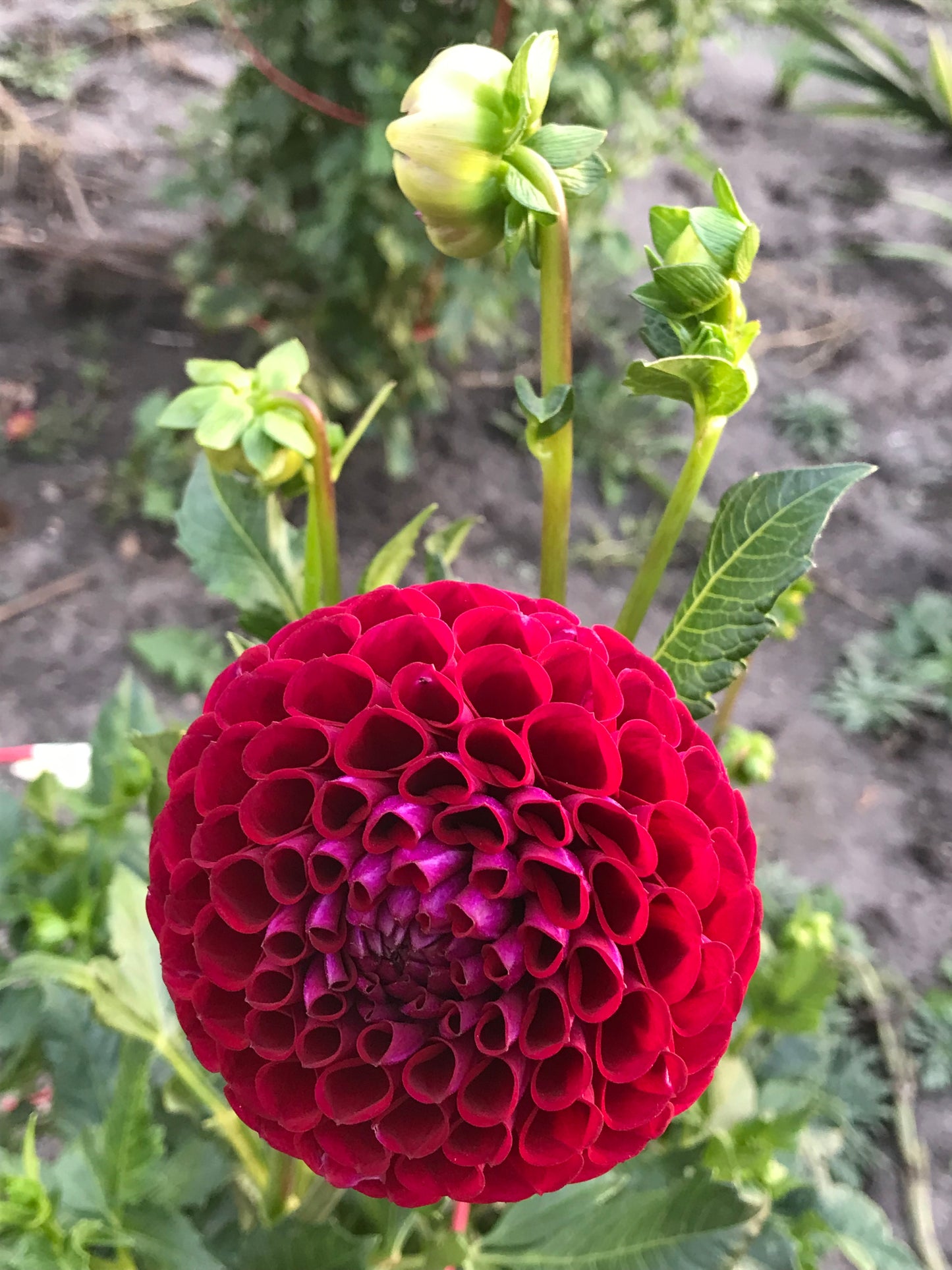Ivanetti Dahlia Tuber