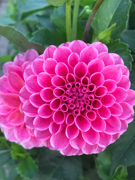 Rebecca Lynn Dahlia Tuber