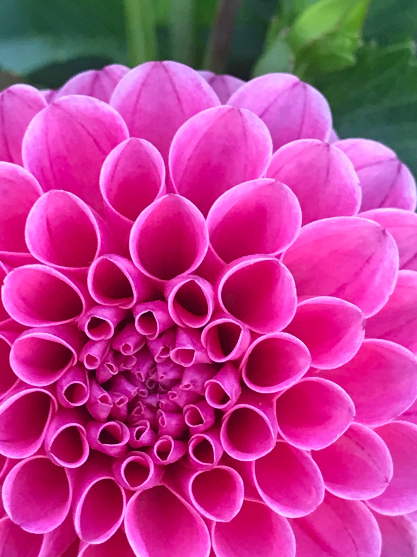 Rebecca Lynn Dahlia Tuber
