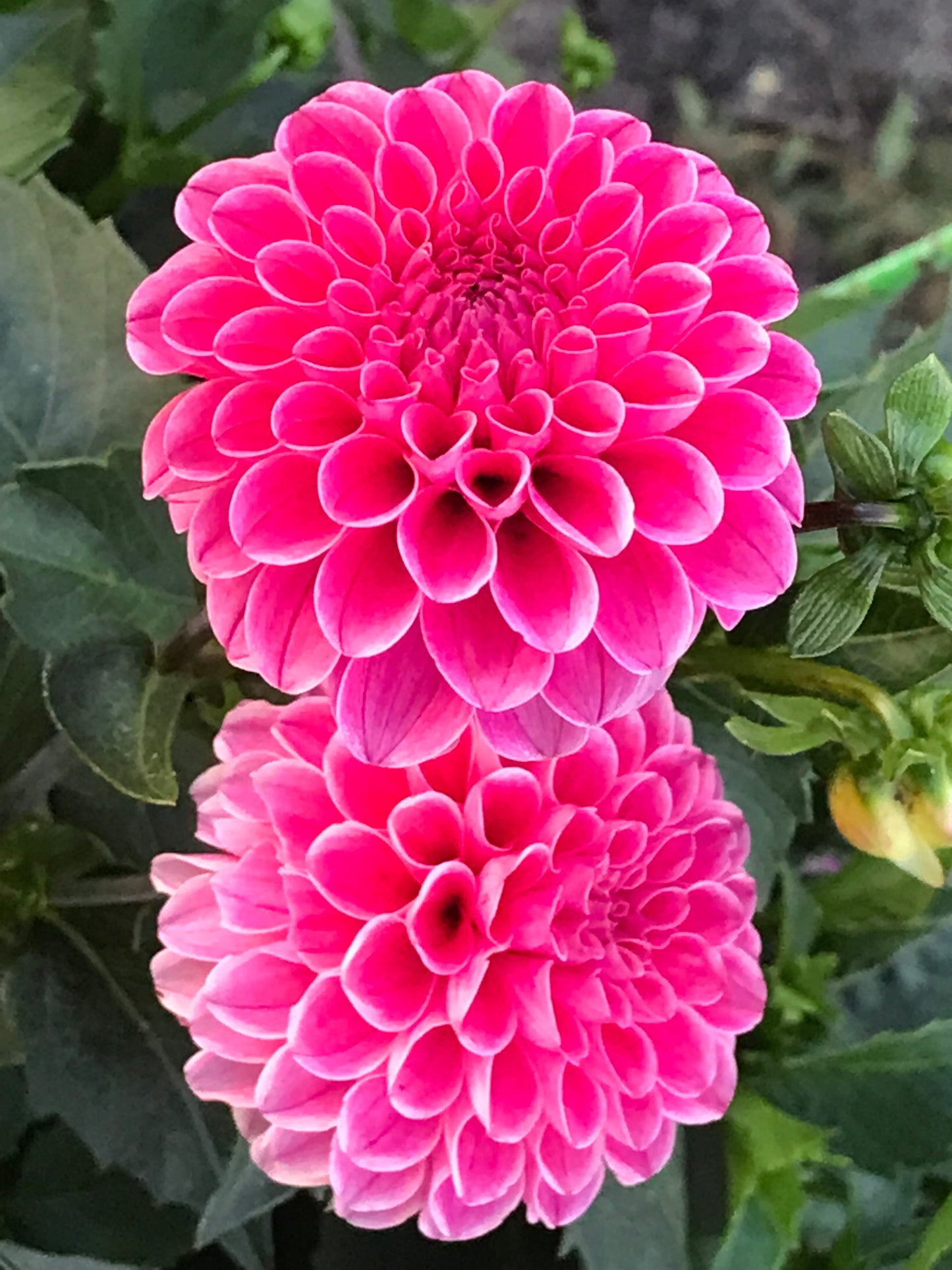 Rebecca Lynn Dahlia Tuber