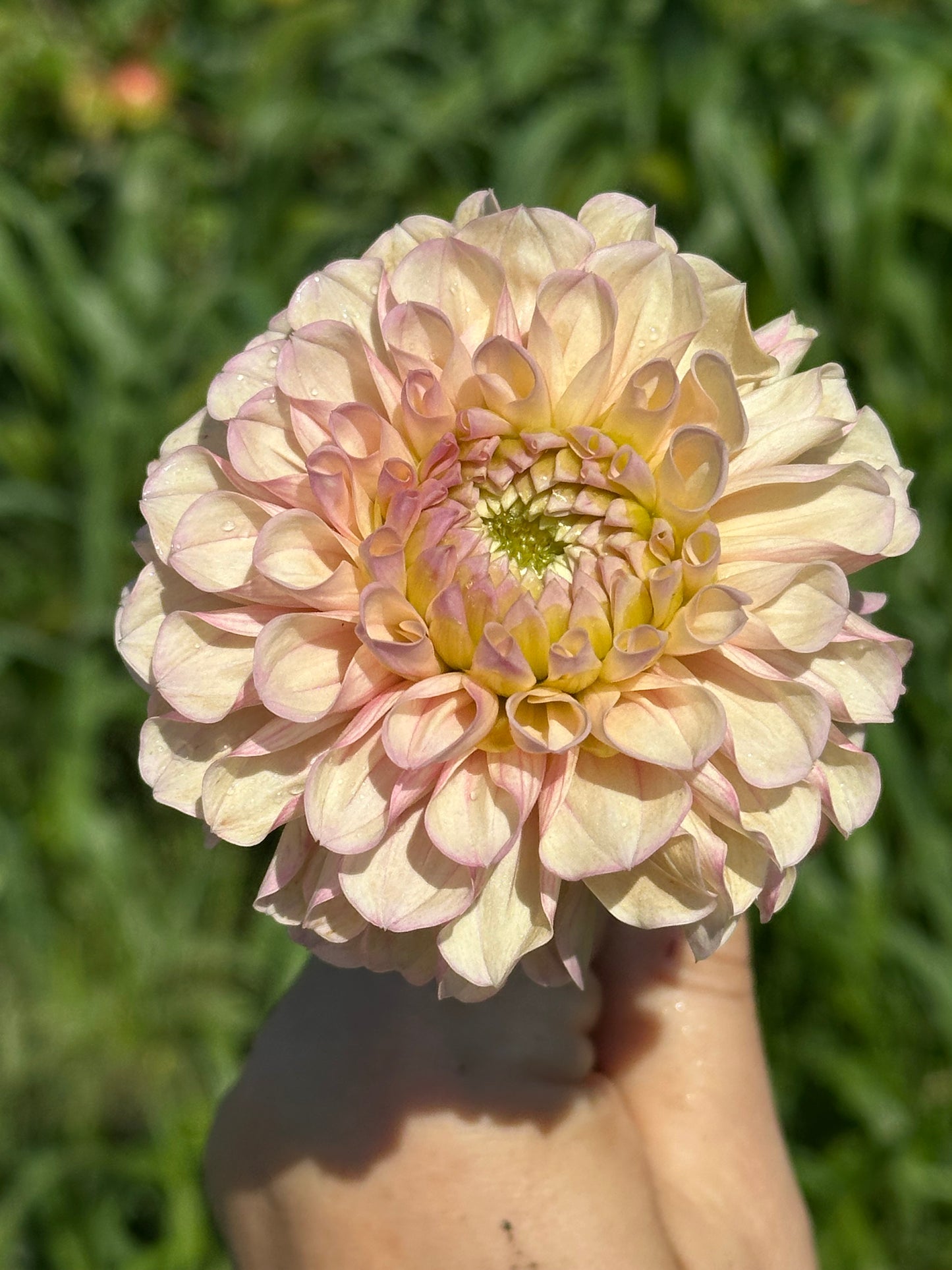 Levi's Revenant Dahlia Tuber