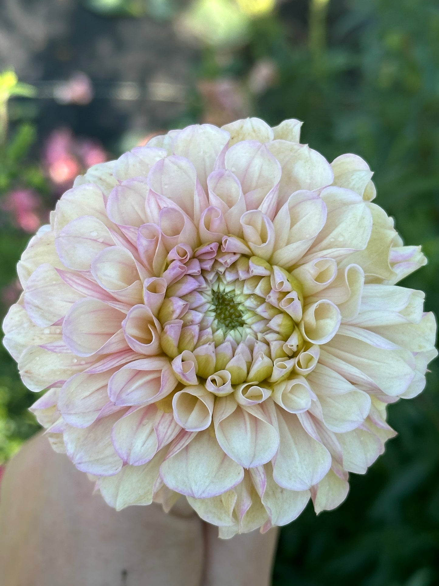 Levi's Revenant Dahlia Tuber