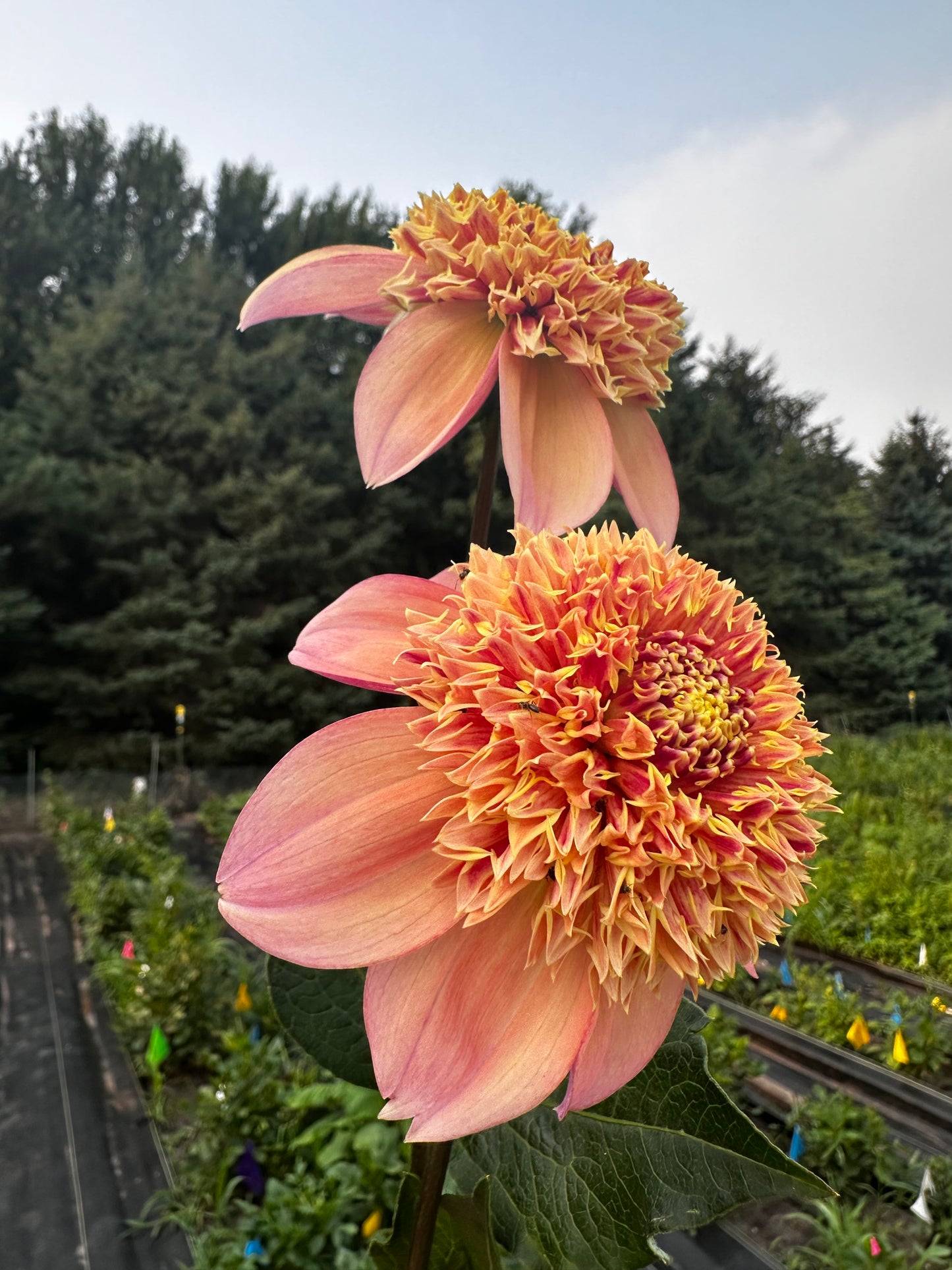 Sandia Brocade Dahlia Tuber