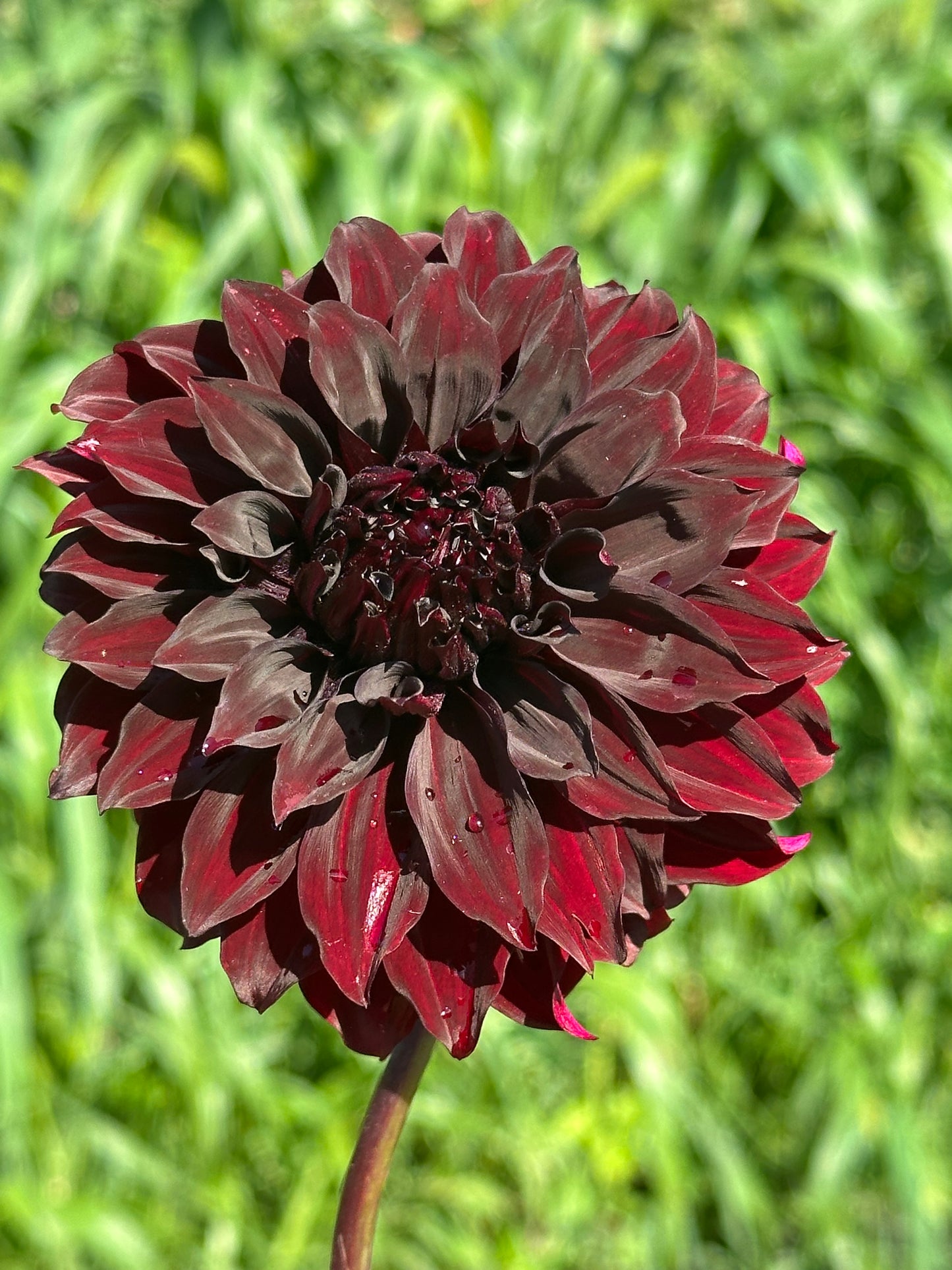 Manor Jubilee Dahlia Tuber