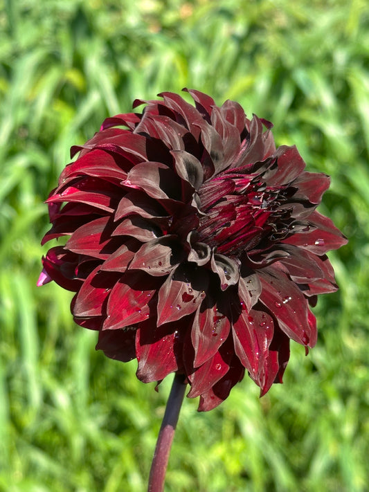 Manor Jubilee Dahlia Tuber