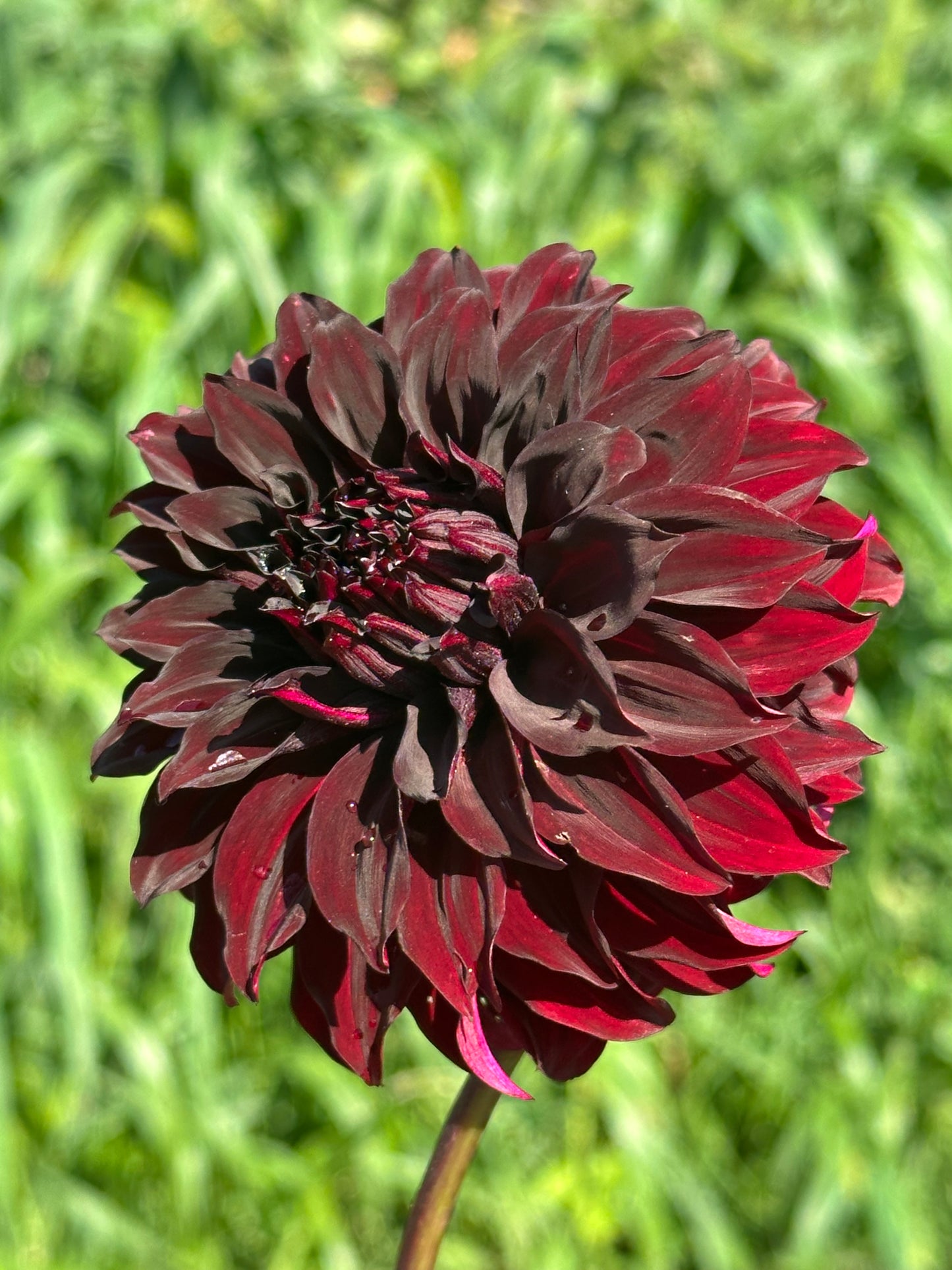 Manor Jubilee Dahlia Tuber