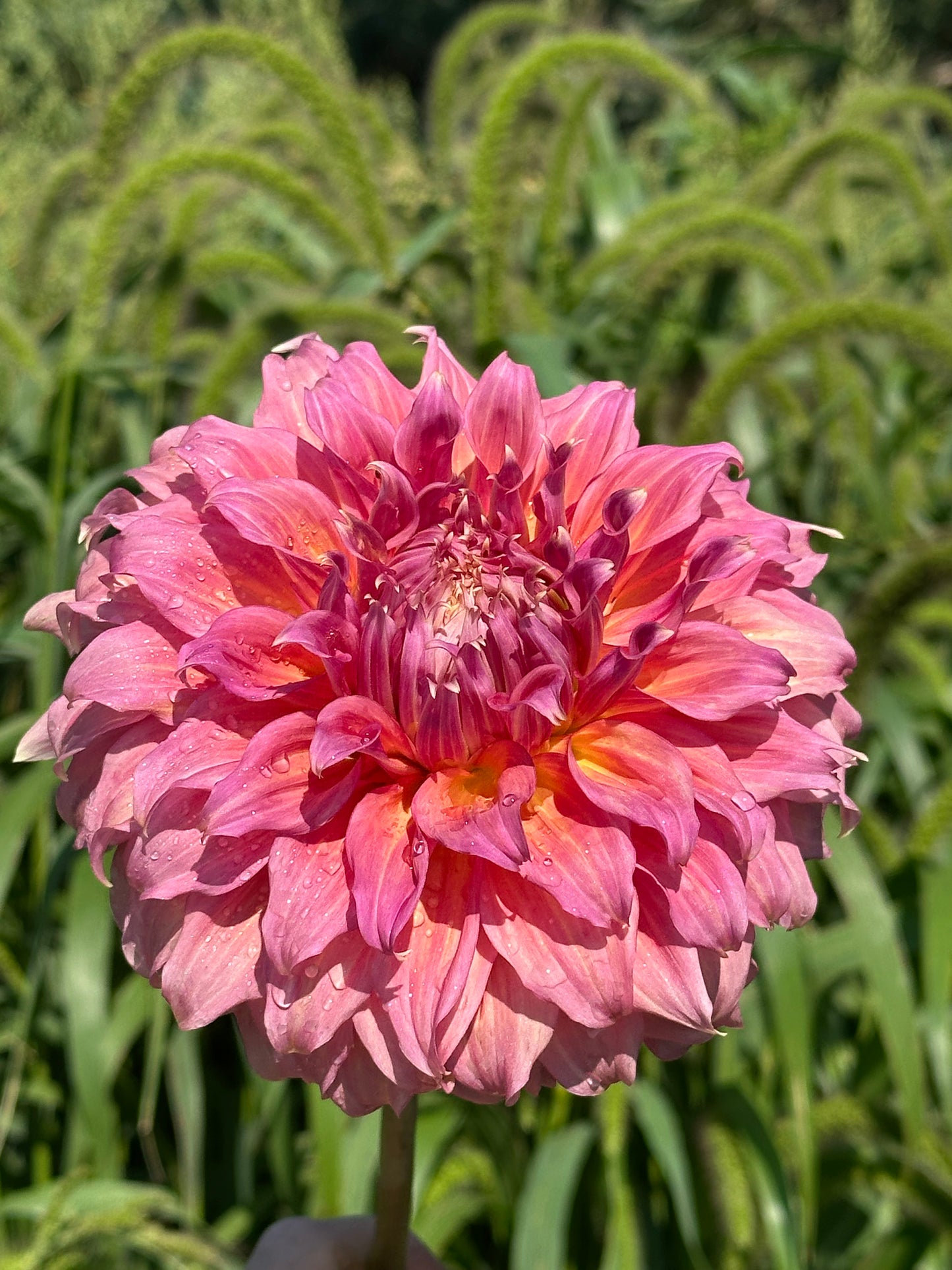 Summer Rain Dahlia Tuber