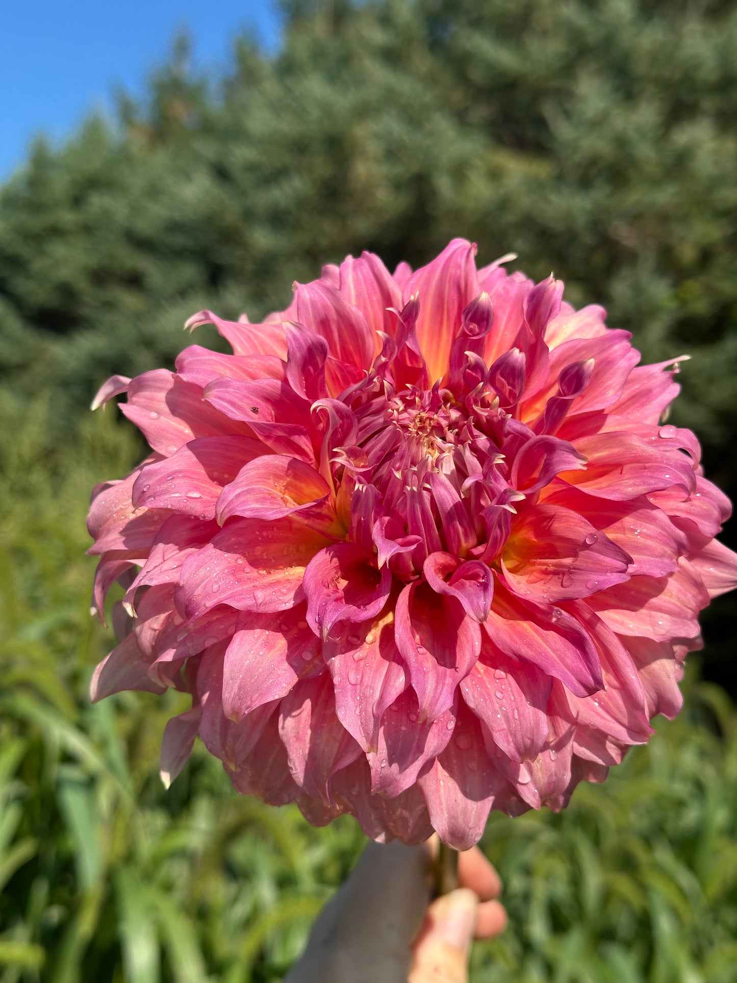 Summer Rain Dahlia Tuber