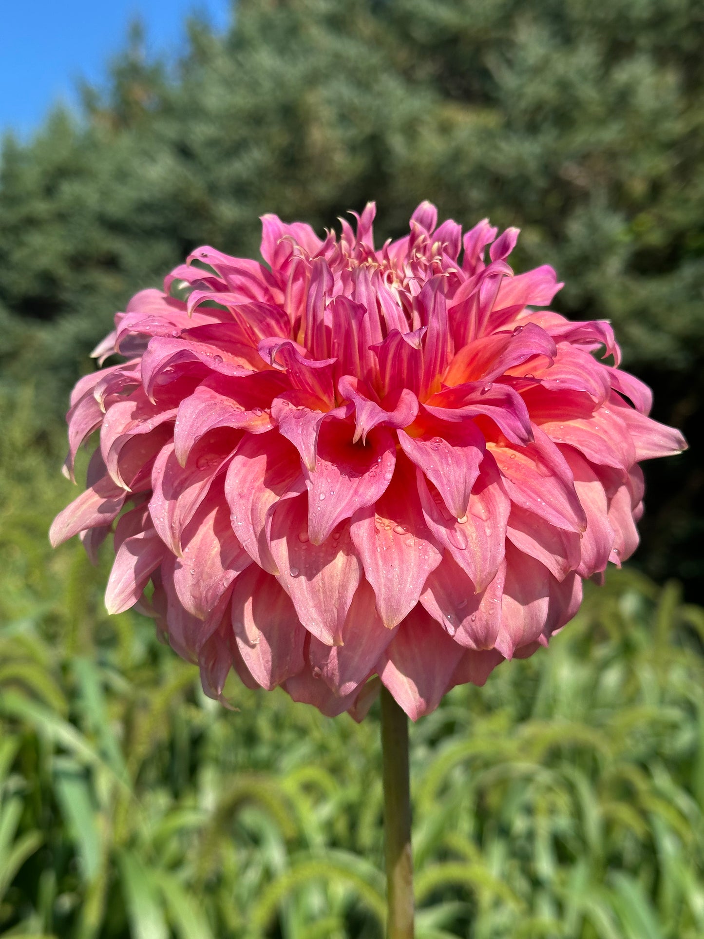 Summer Rain Dahlia Tuber