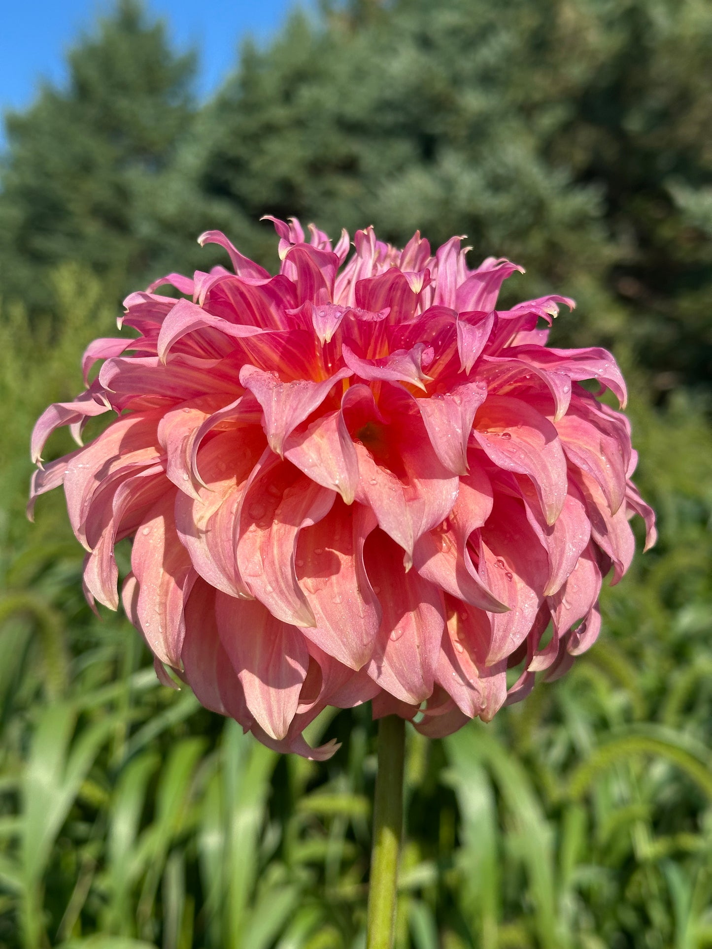 Summer Rain Dahlia Tuber
