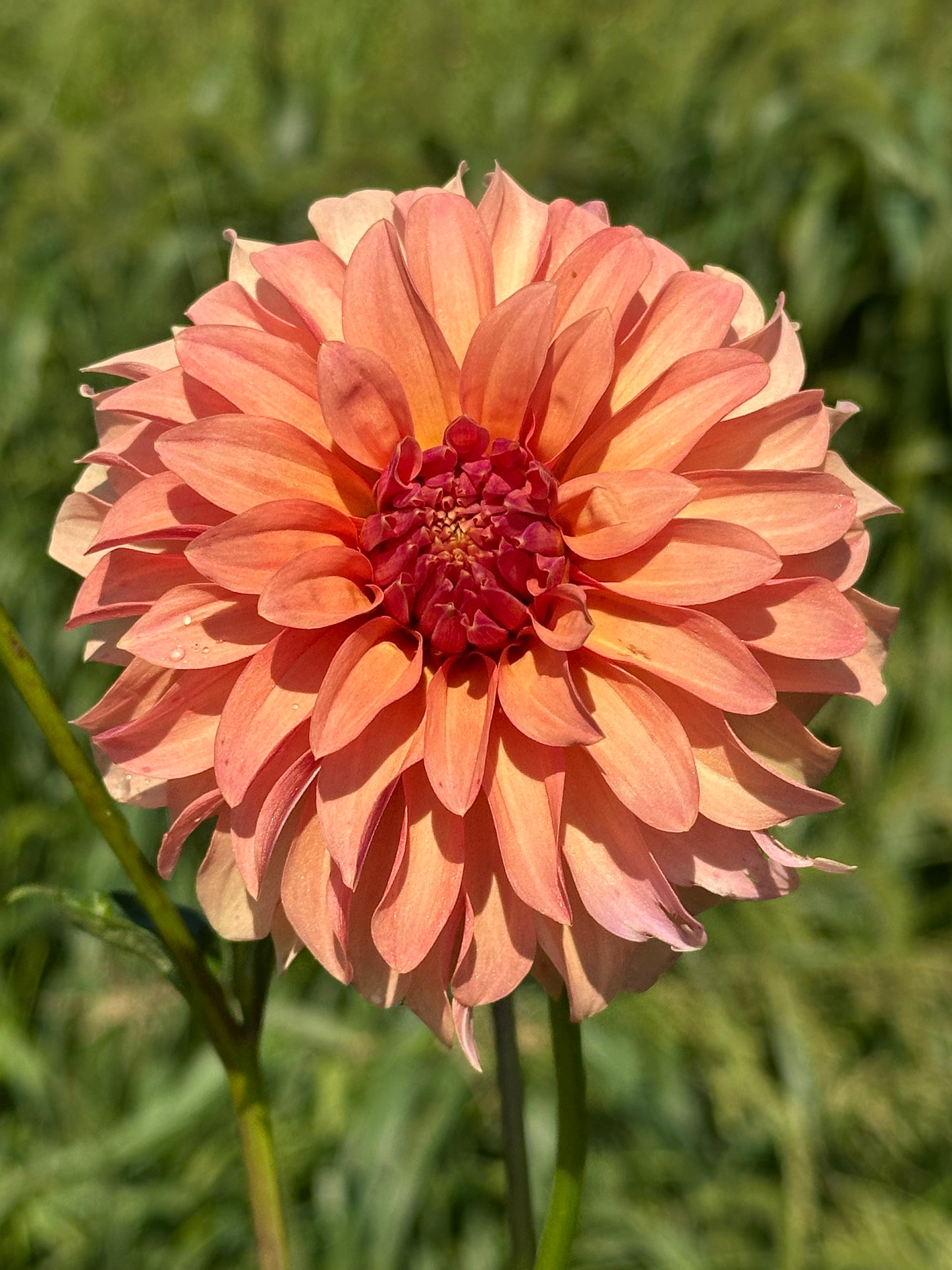 River's Can't Elope Dahlia Tuber