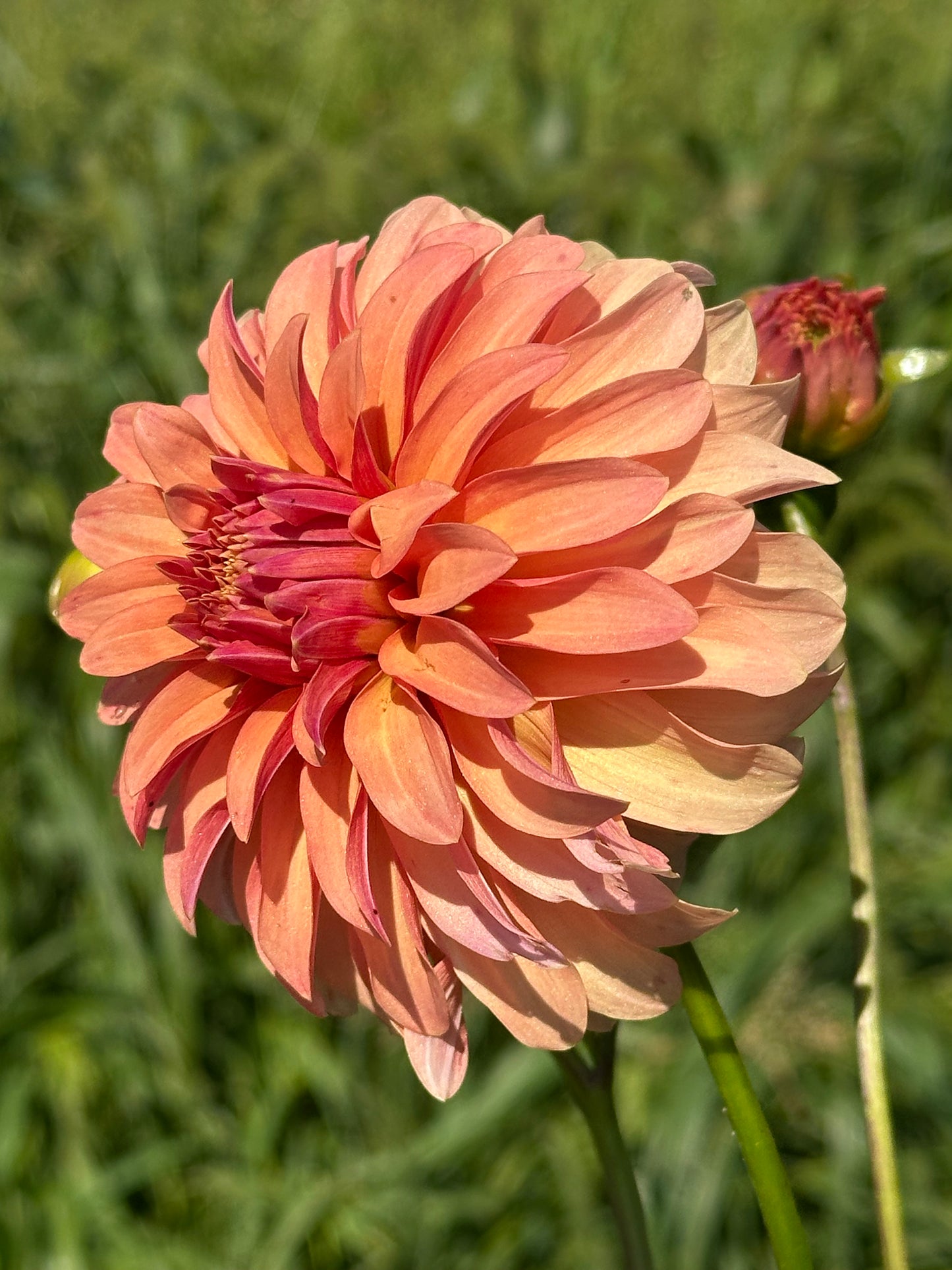 River's Can't Elope Dahlia Tuber