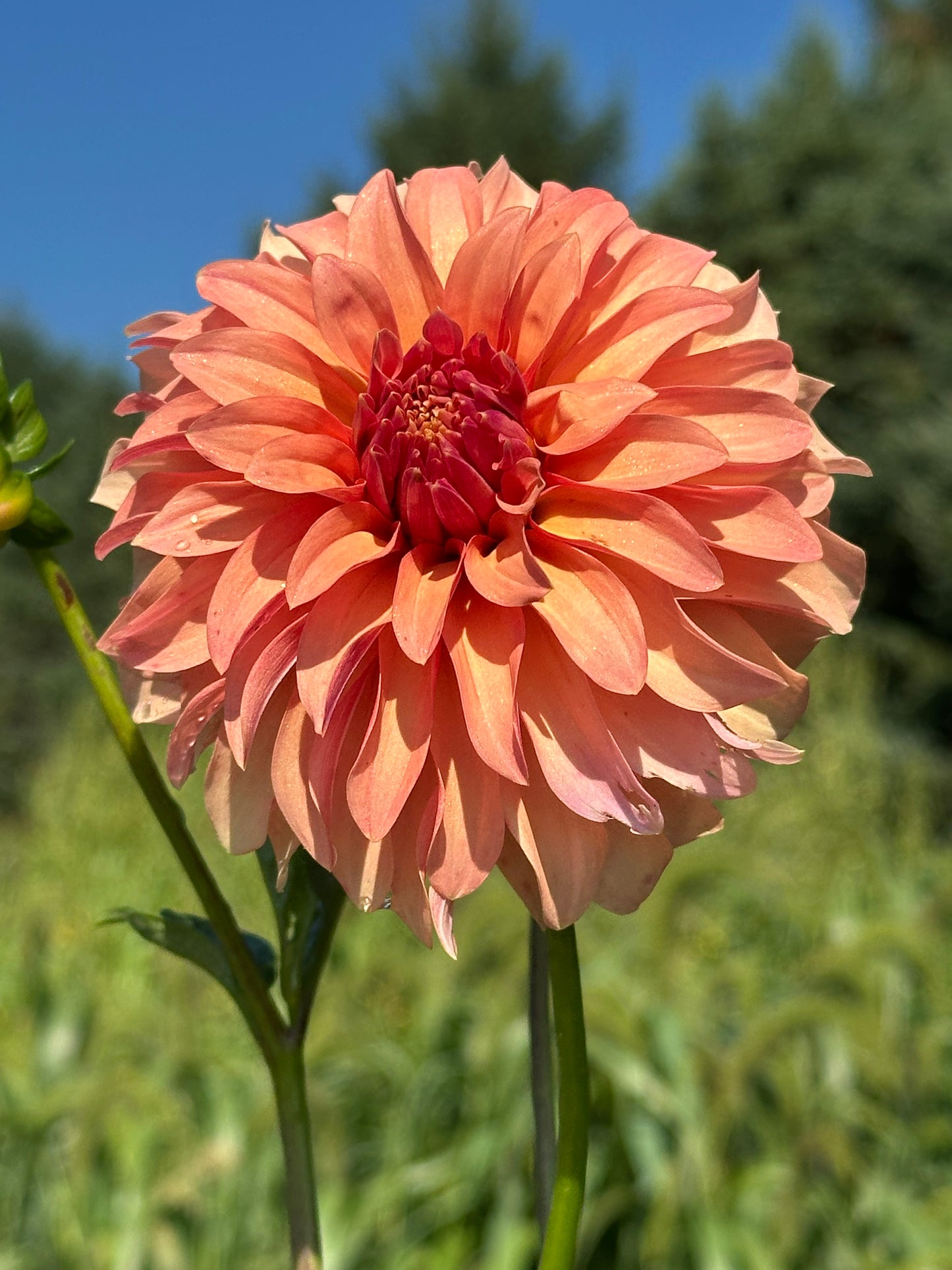 River's Can't Elope Dahlia Tuber