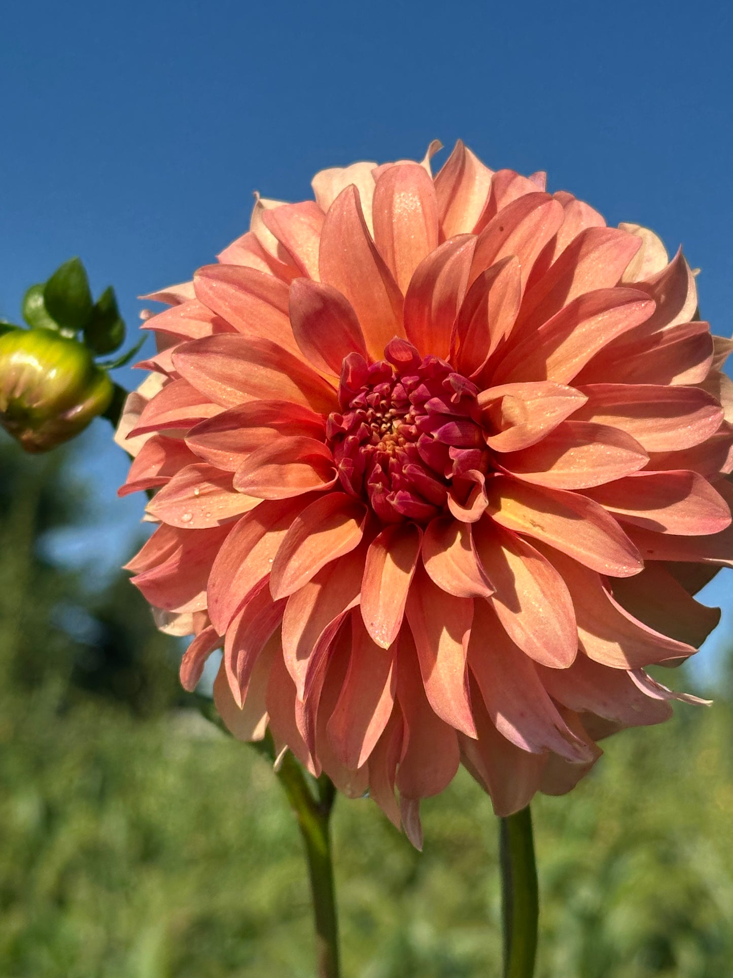 River's Can't Elope Dahlia Tuber