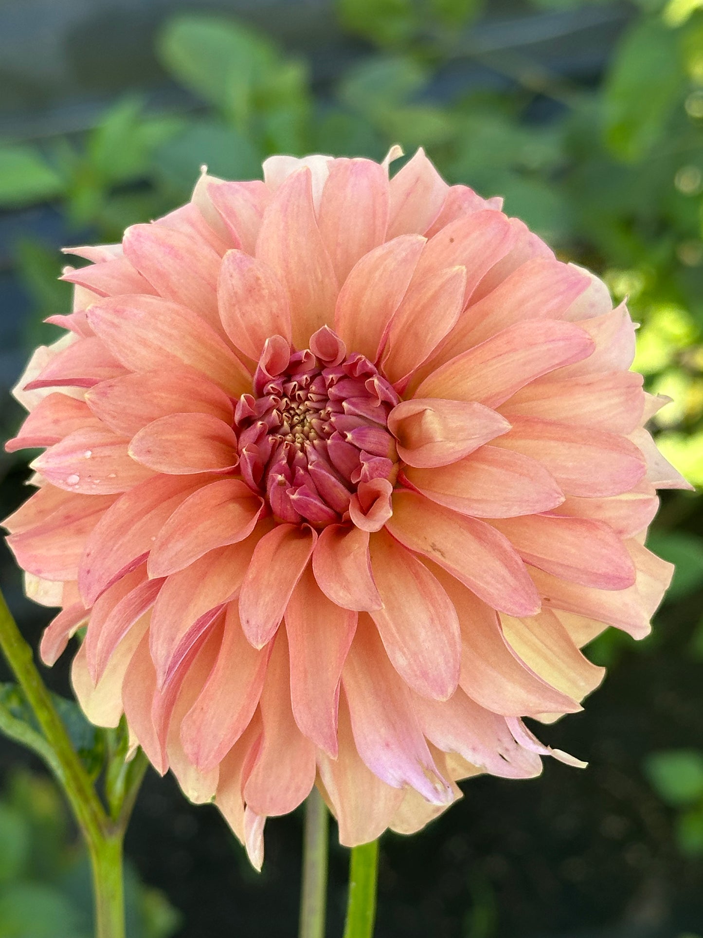River's Can't Elope Dahlia Tuber