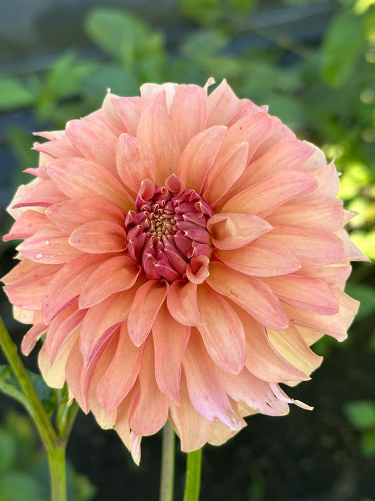 River's Can't Elope Dahlia Tuber