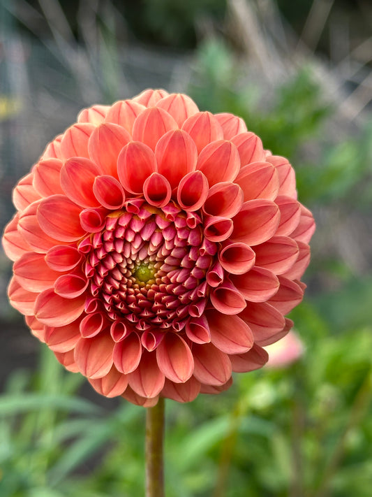 Rose Toscano Dahlia Tuber