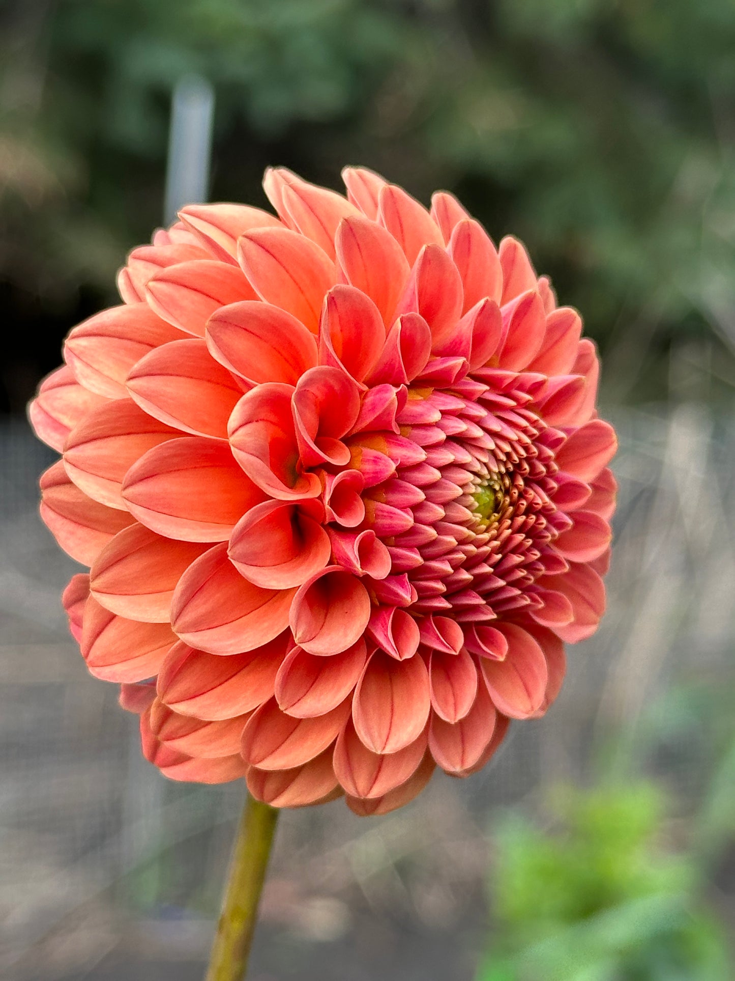 Rose Toscano Dahlia Tuber