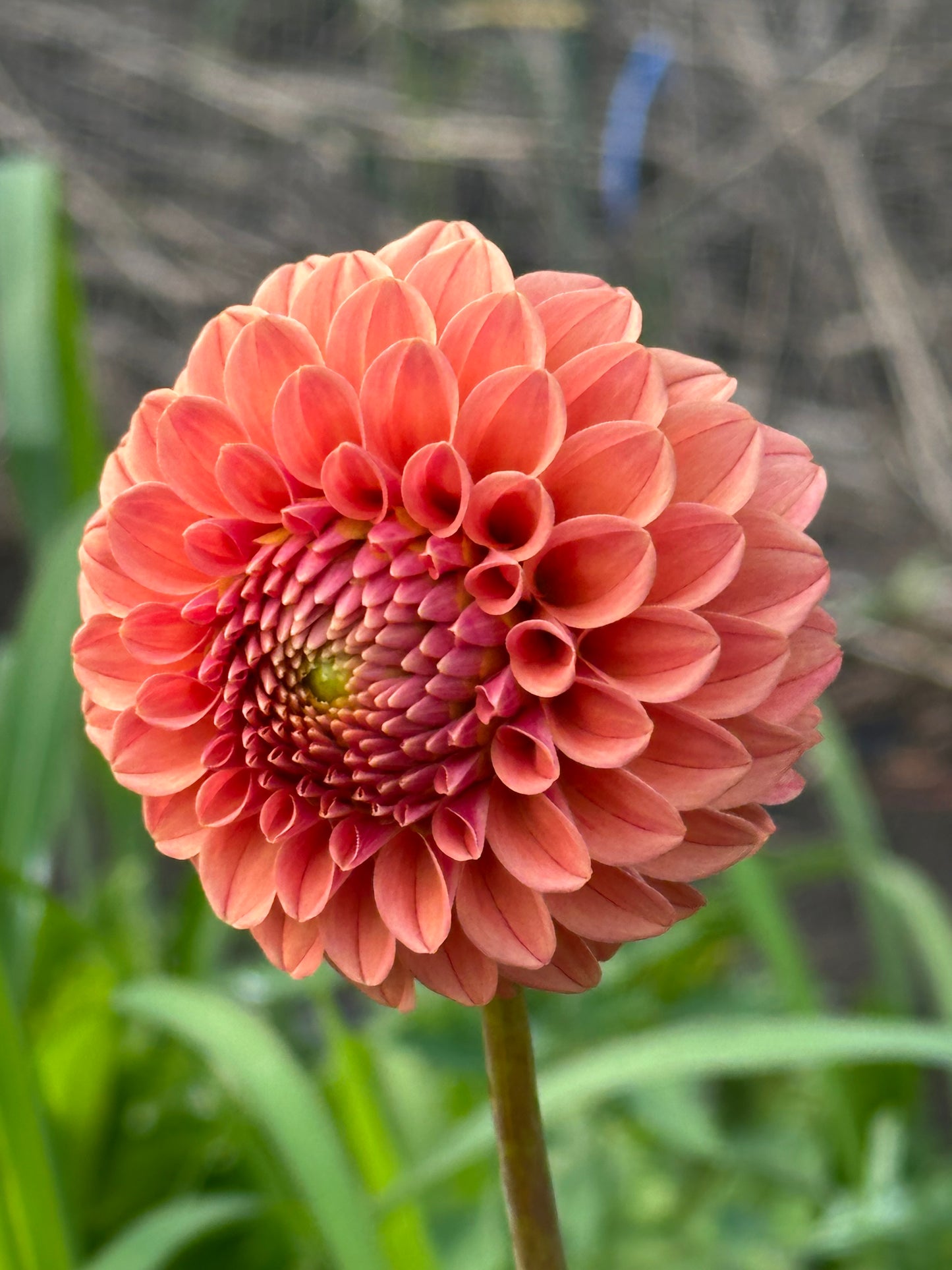 Rose Toscano Dahlia Tuber