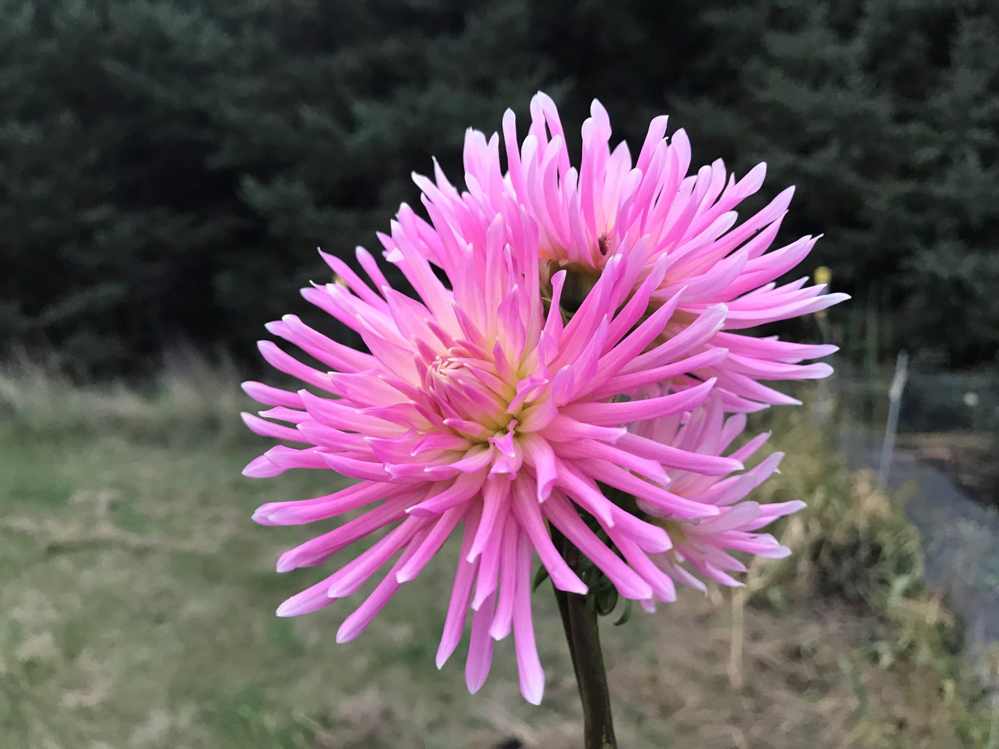 En Pointe Dahlia Tuber