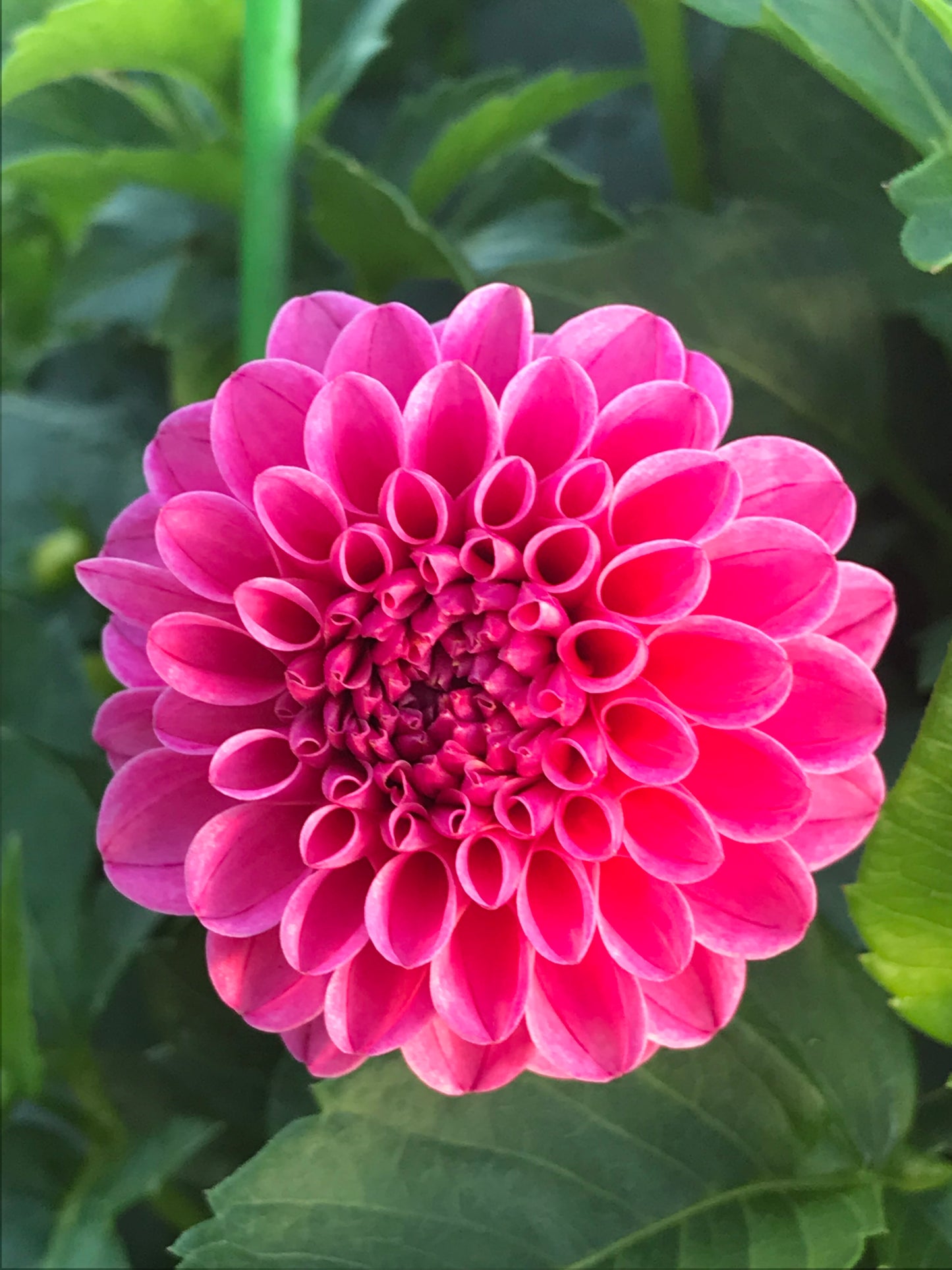 Rebecca Lynn Dahlia Tuber
