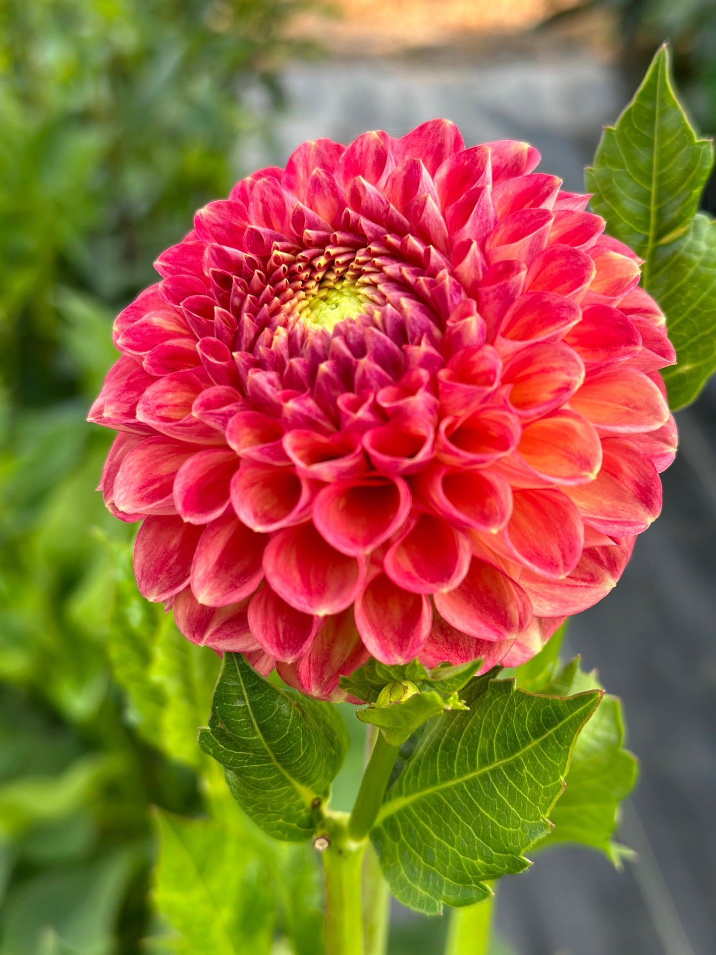 Snoho Doris Dahlia Tuber