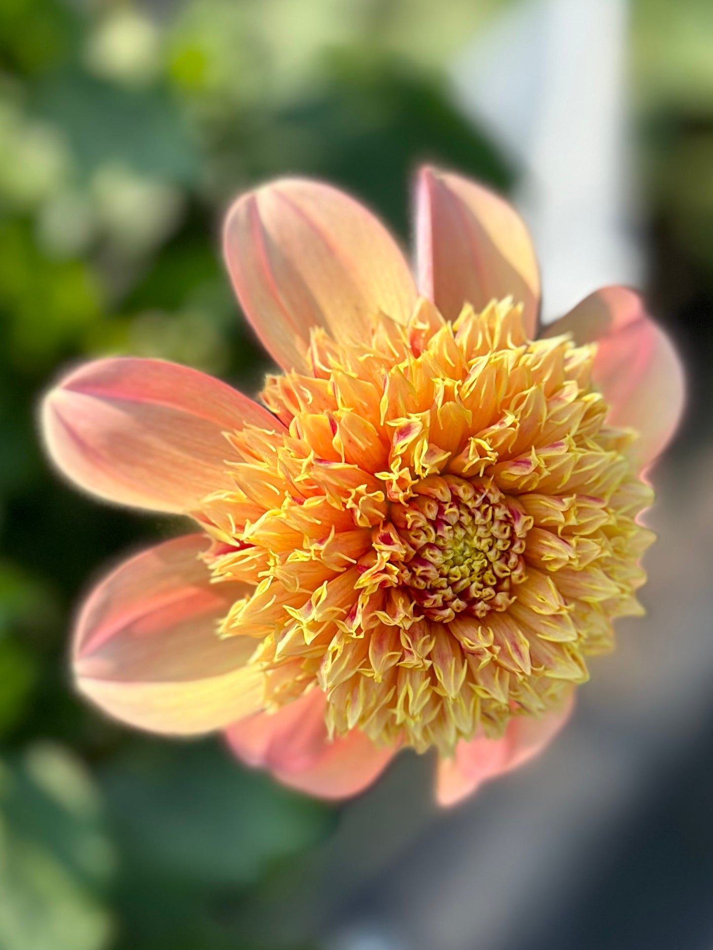 Sandia Brocade Dahlia Tuber