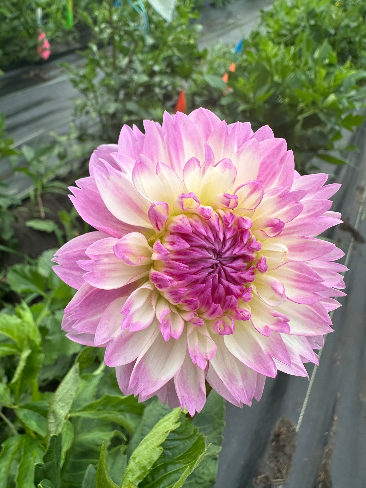 Lisa Dahlia Tuber