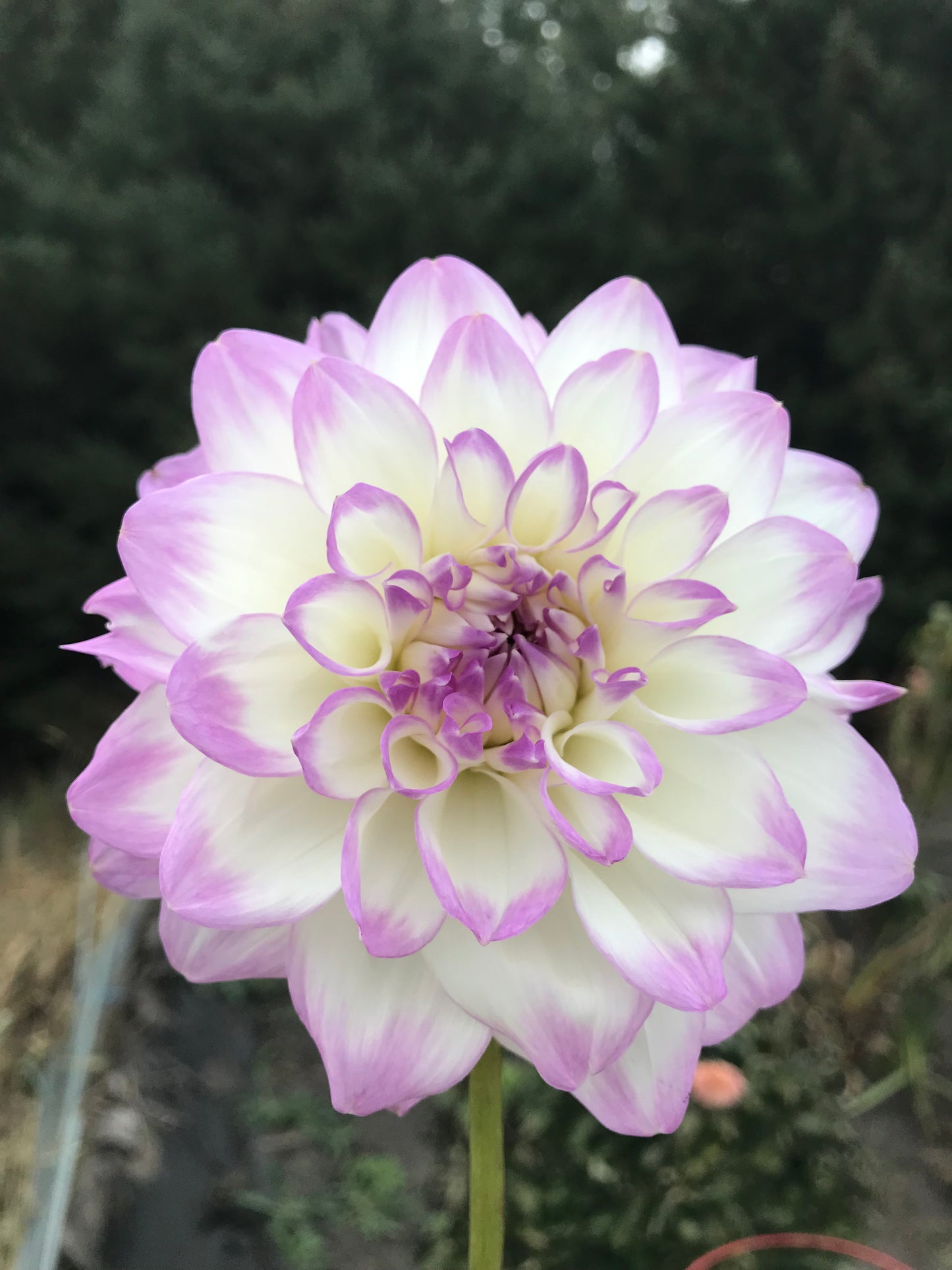 Mikayla Miranda Dahlia Tuber