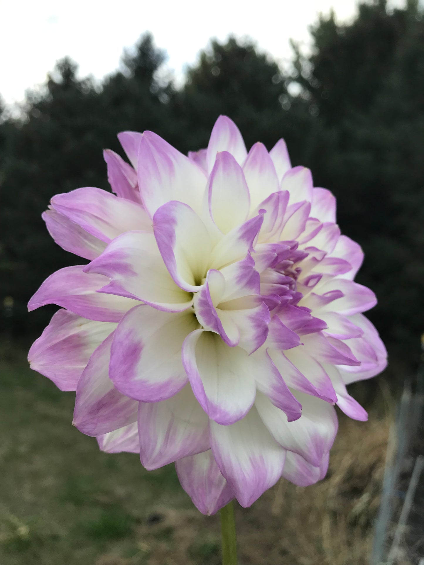Mikayla Miranda Dahlia Tuber