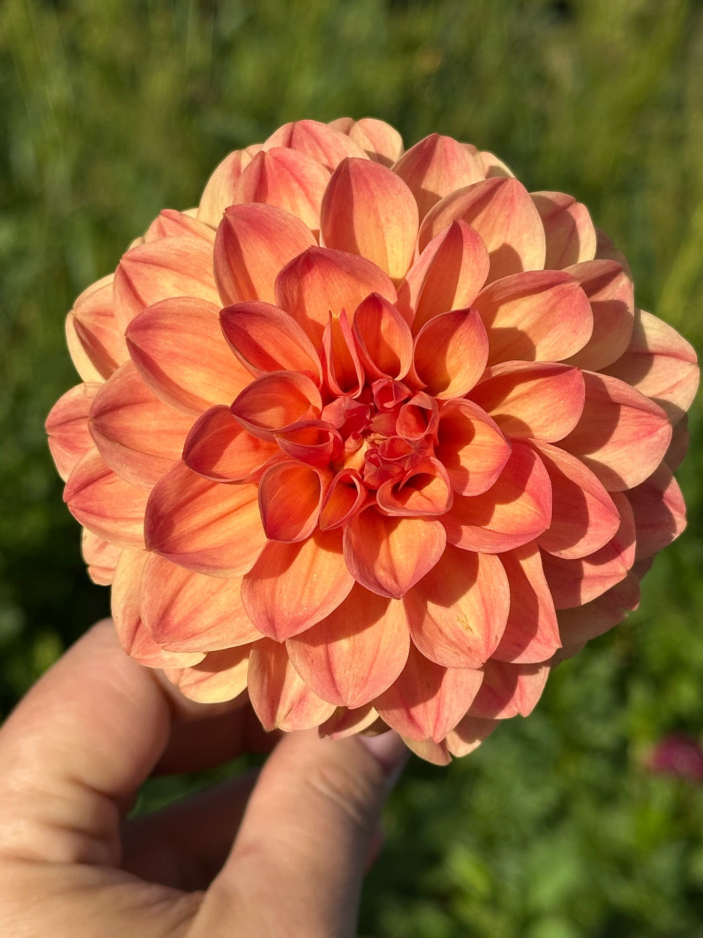 Skeena Sugar Pie Dahlia Tuber