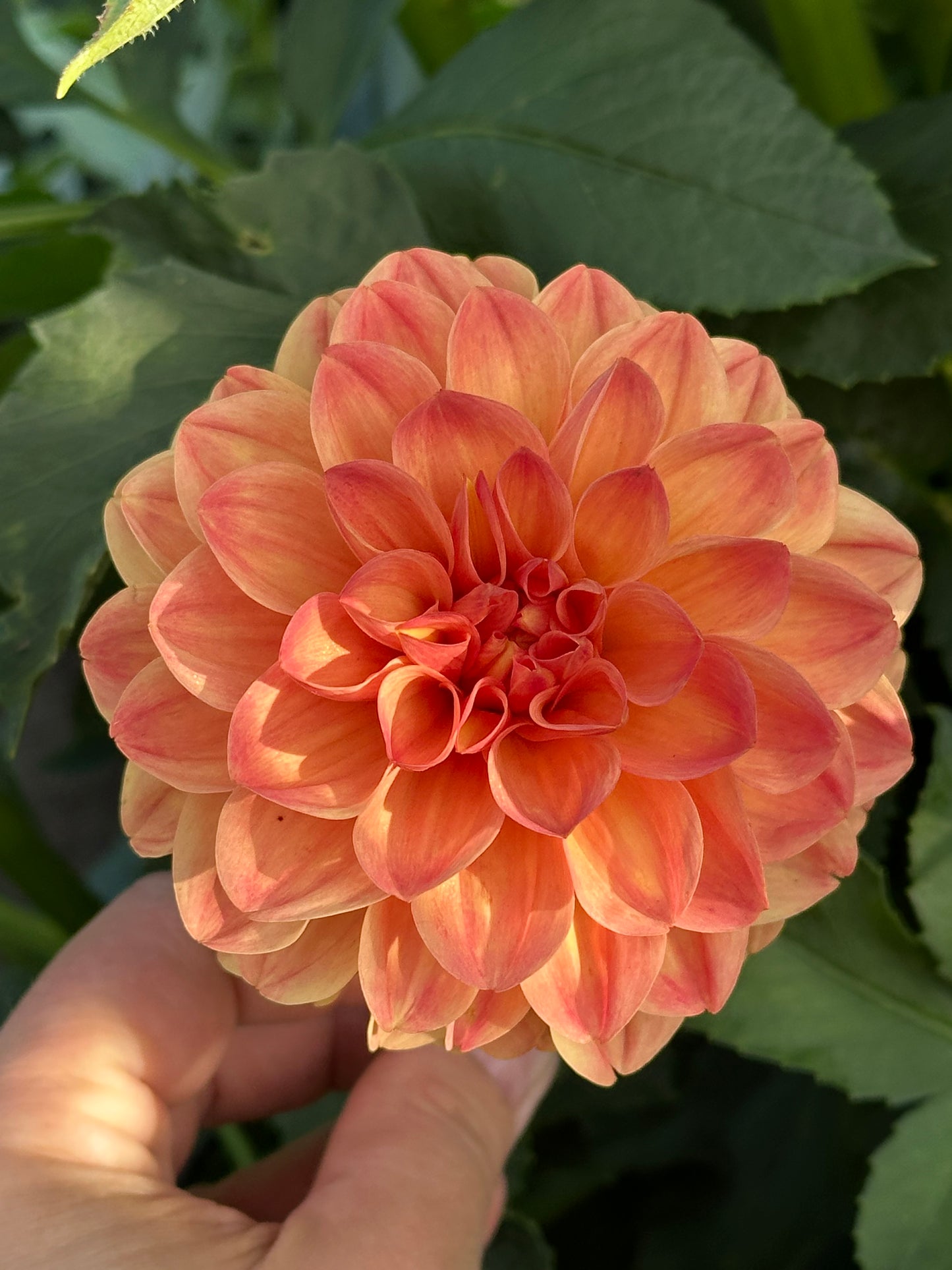 Skeena Sugar Pie Dahlia Tuber