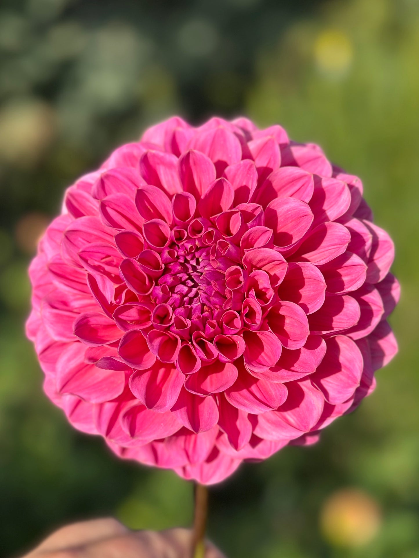 GC Pink Lemonade Dahlia Tuber